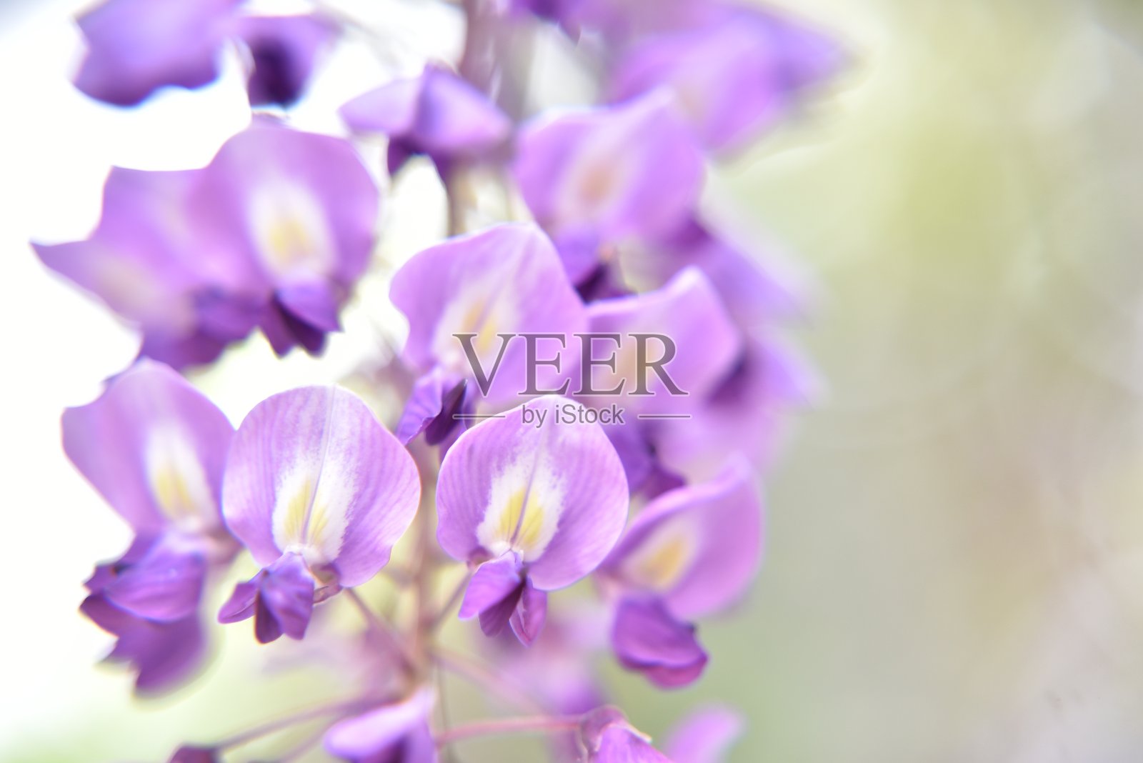 紫藤花照片摄影图片