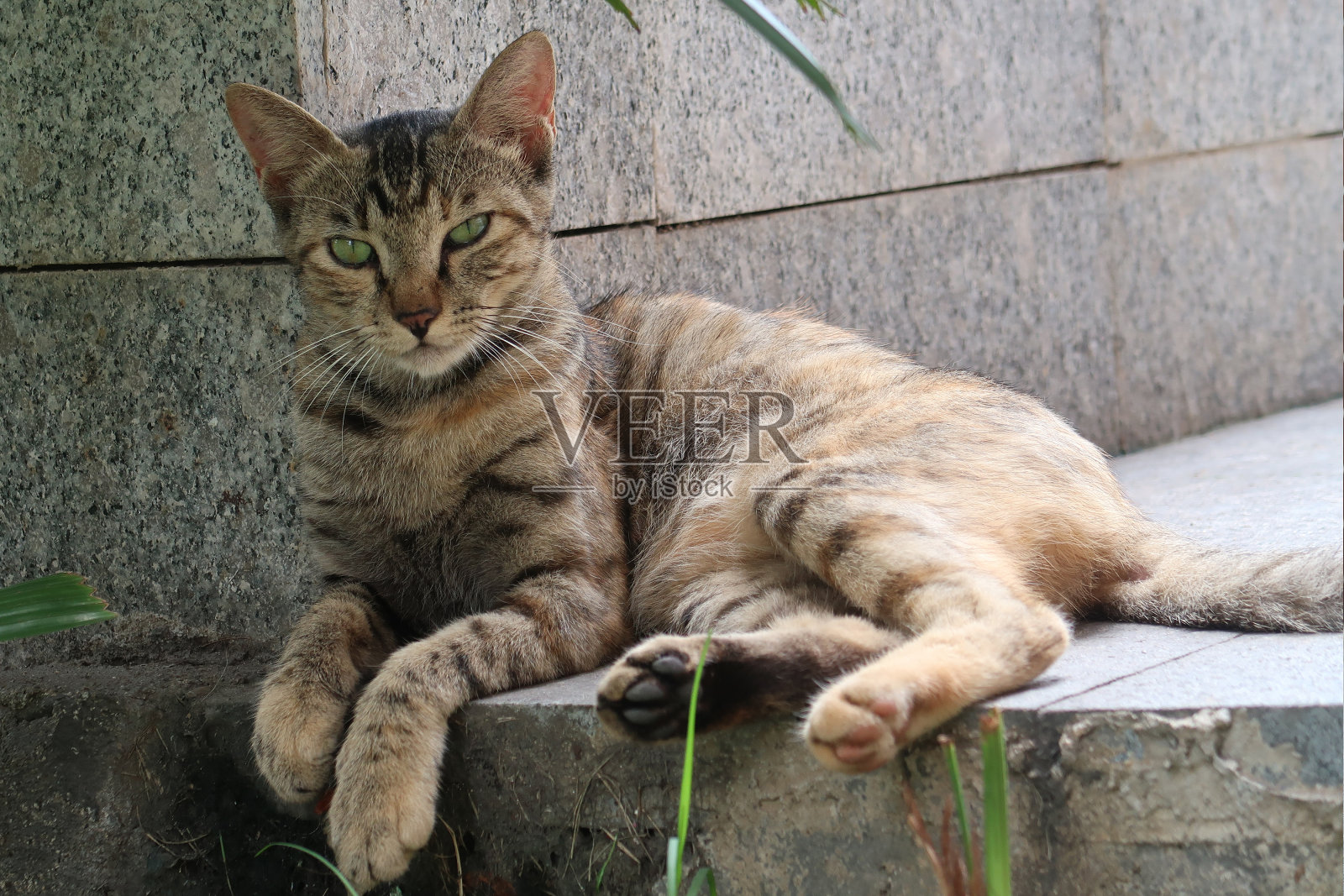 棕色虎斑猫躺着看着摄像机照片摄影图片