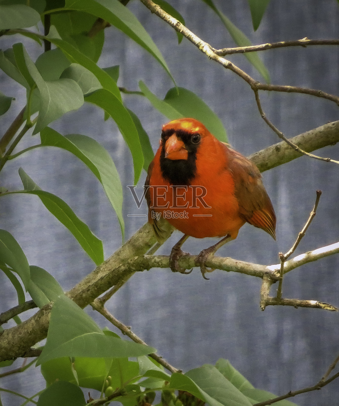红衣主教照片摄影图片