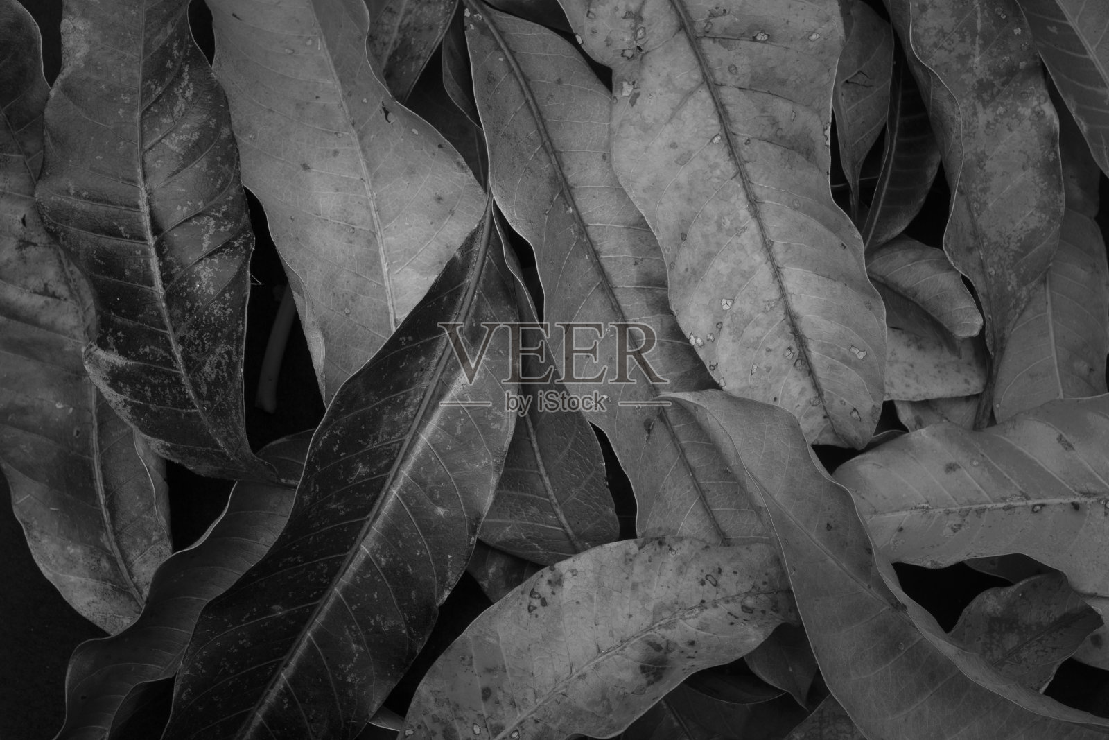 叶子特写：显示细胞结构和纹理的自然图案照片摄影图片