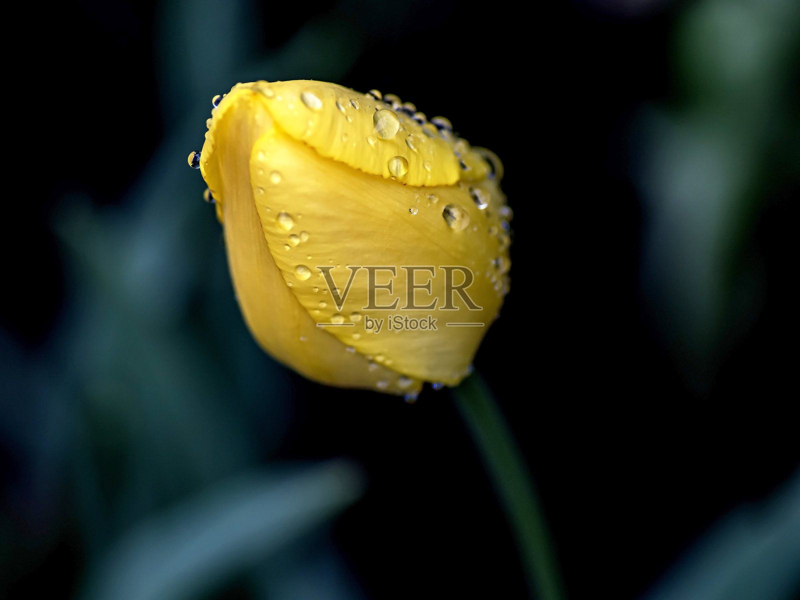 黄色的郁金香在花园里滴着雨滴照片摄影图片