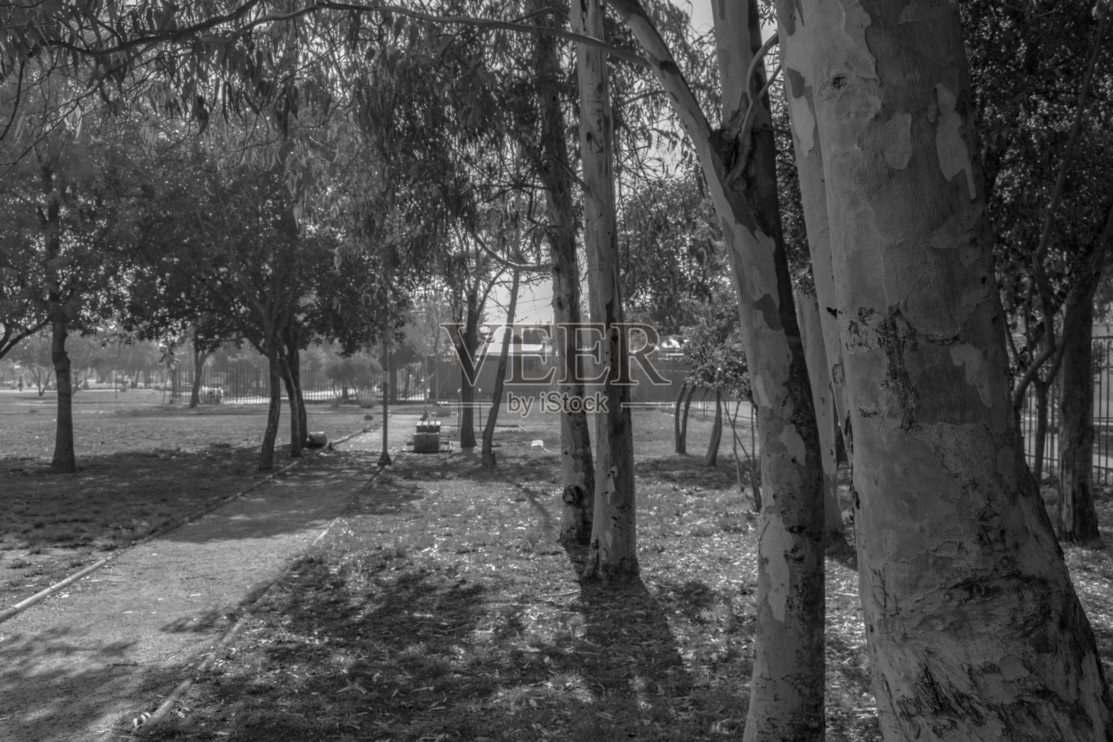 透过树林看公园照片摄影图片