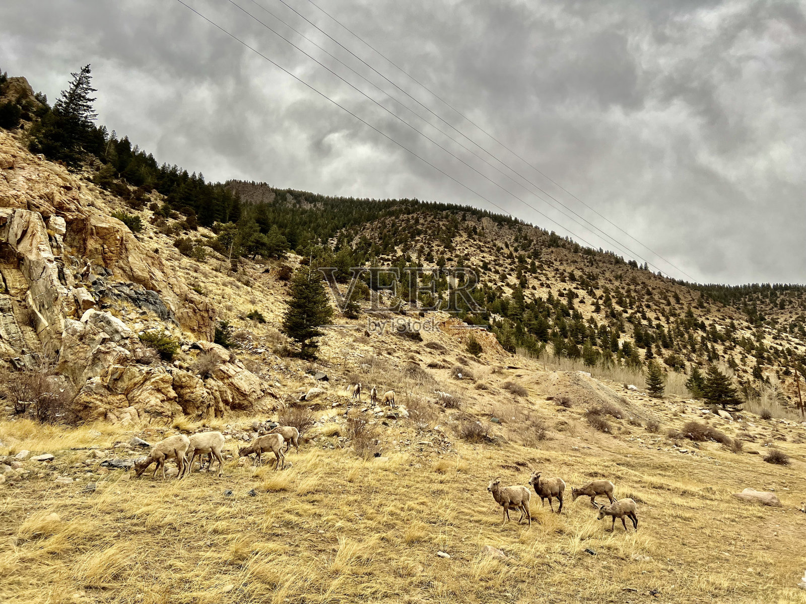 山腰上的大角羊照片摄影图片