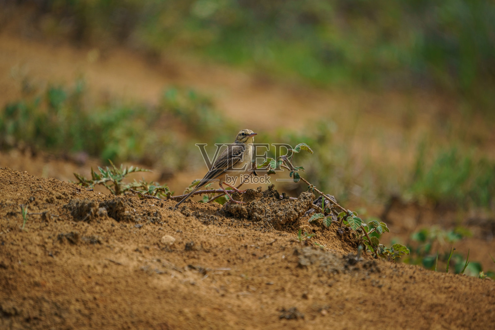 黄褐色云雀(Anthus campestris)照片摄影图片