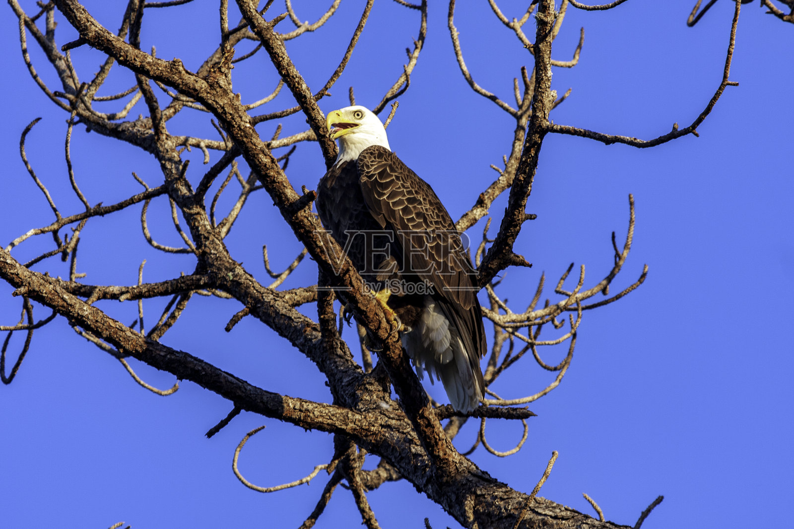 美国秃鹰栖息在一棵老松树下，晴朗的蓝天下，基西米，佛罗里达州照片摄影图片