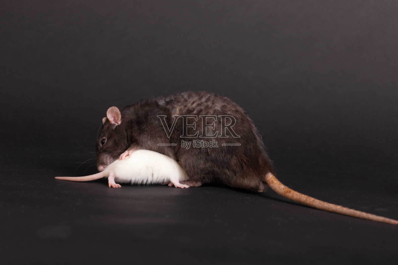 白色和黑色的家鼠照片摄影图片