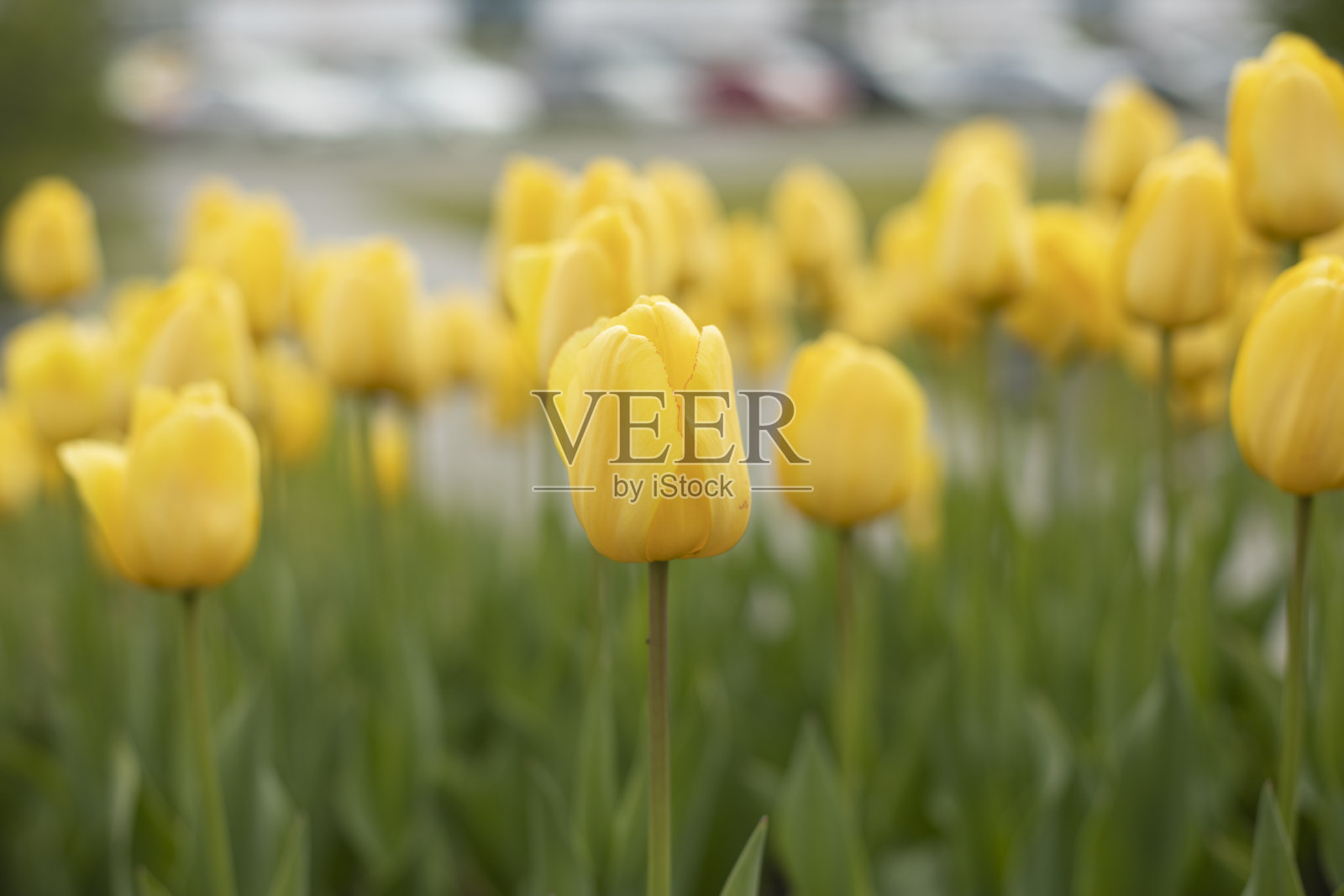 黄色郁金香在花坛。在夏天的花。花园的细节。照片摄影图片