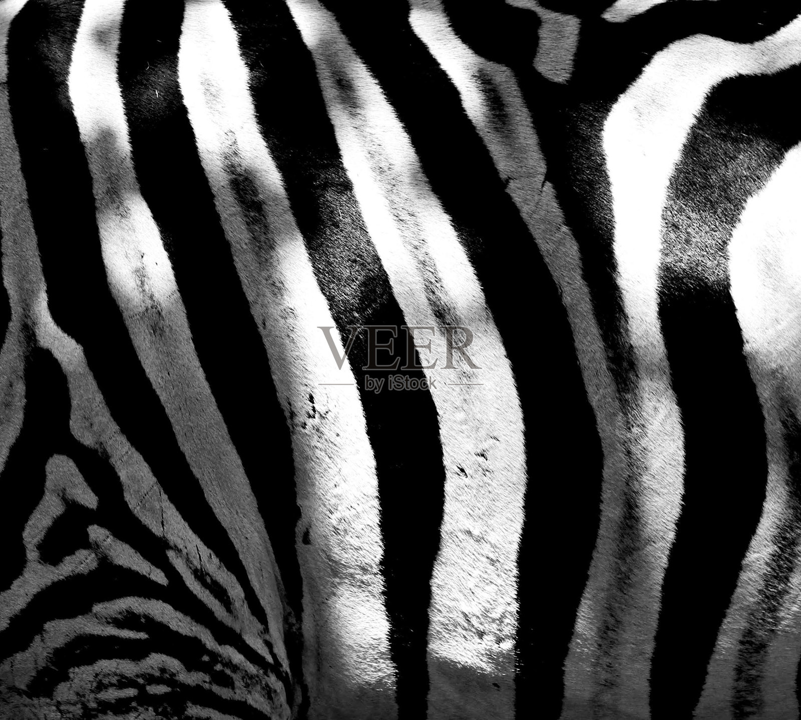 斑马的皮肤照片摄影图片