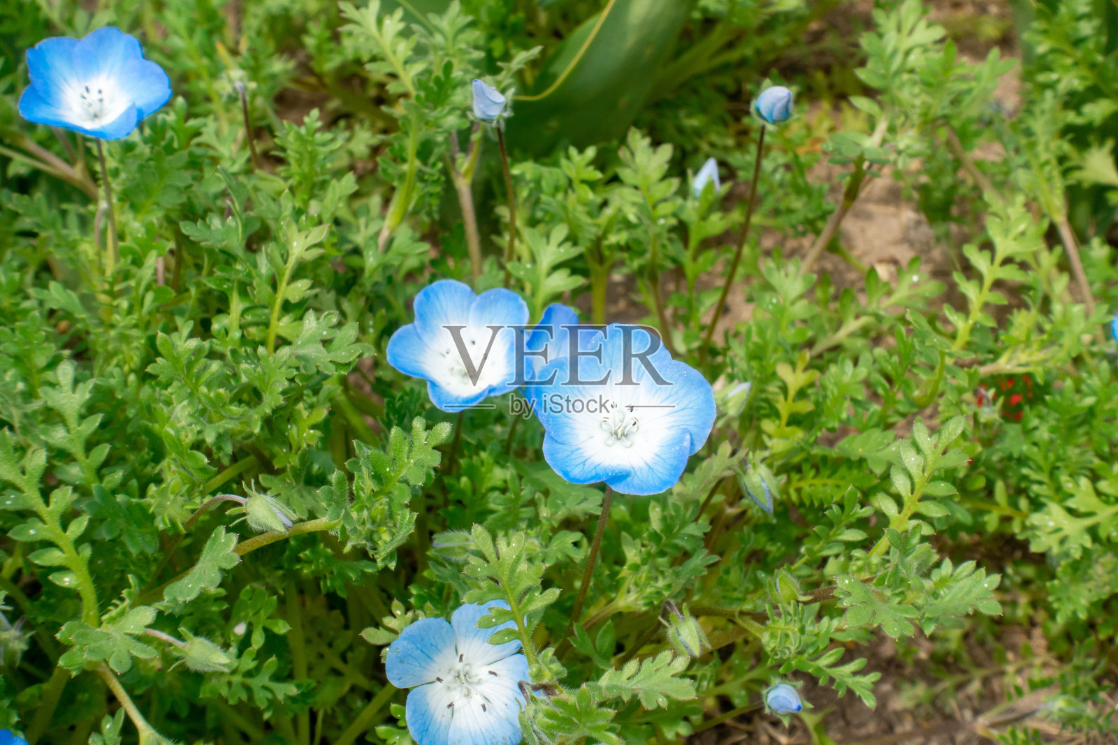 尼摩菲拉的照片。美丽的蓝色的花。照片摄影图片