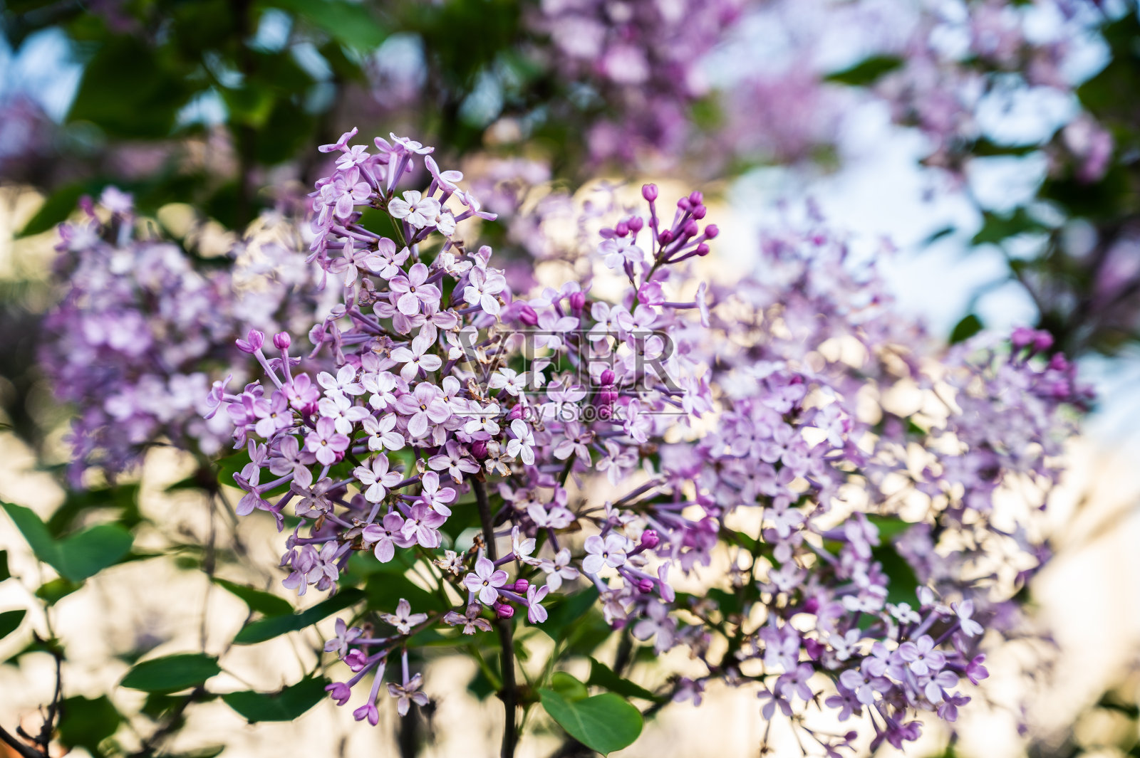 特写春天的丁香花。照片摄影图片