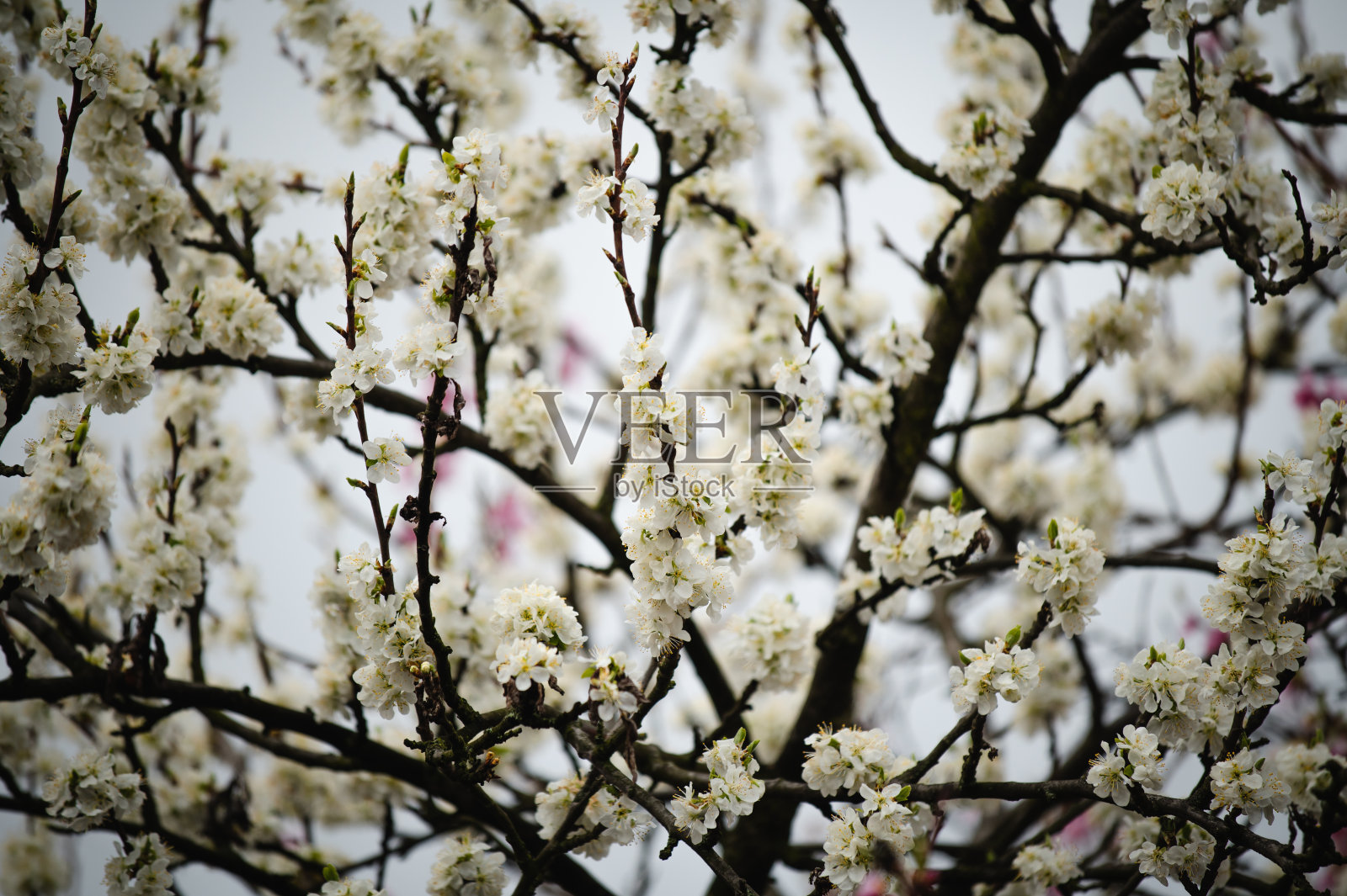 春天白色花朵照片摄影图片