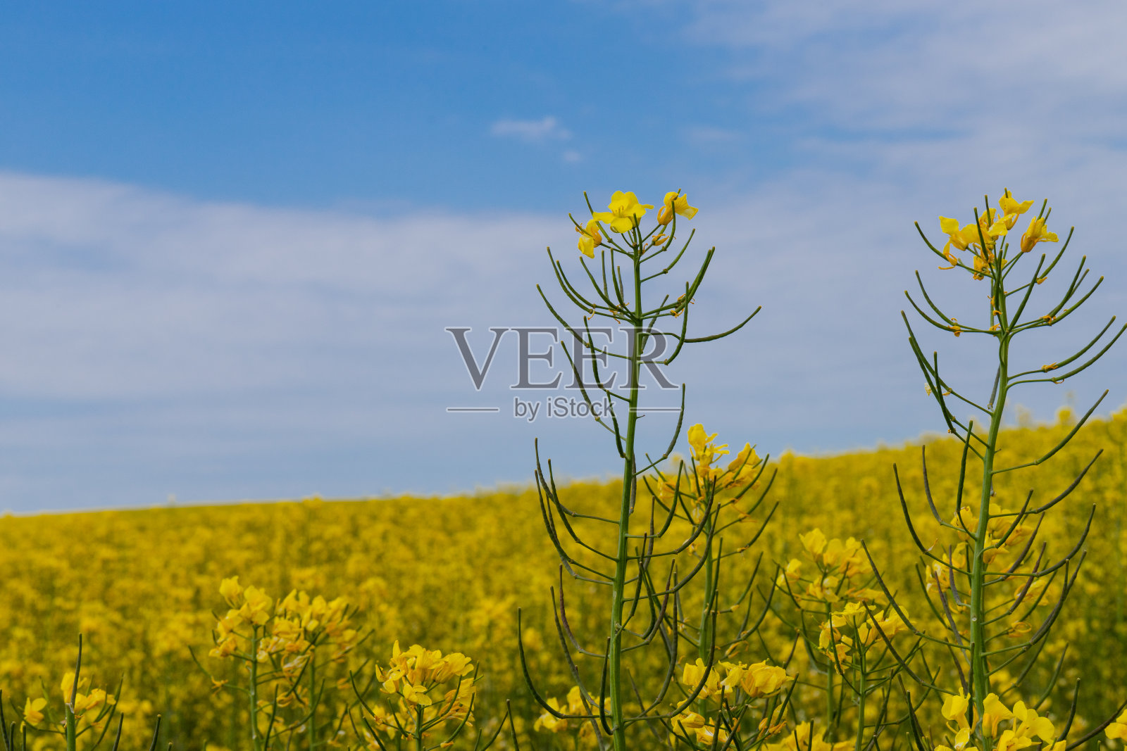 盛开的油菜。夏天田地里的油菜。亮黄色菜籽油。花期油菜籽。蓝天白云照片摄影图片