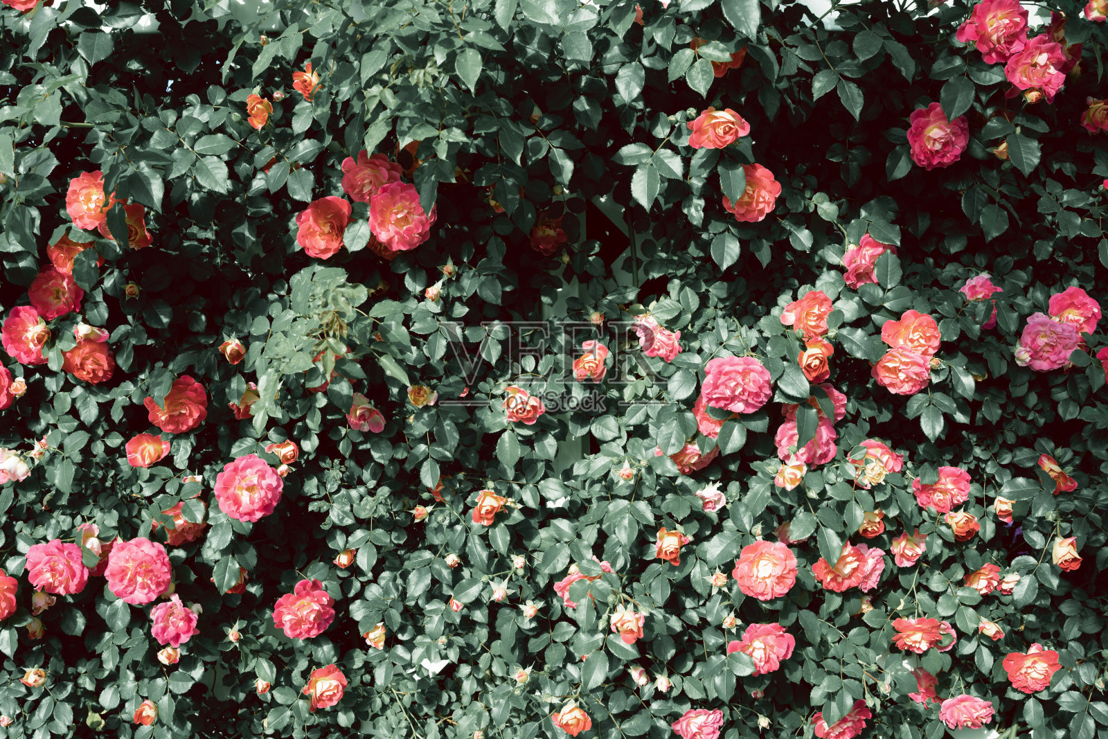 在果川首尔大公园玫瑰园，粉红色的玫瑰花照片摄影图片