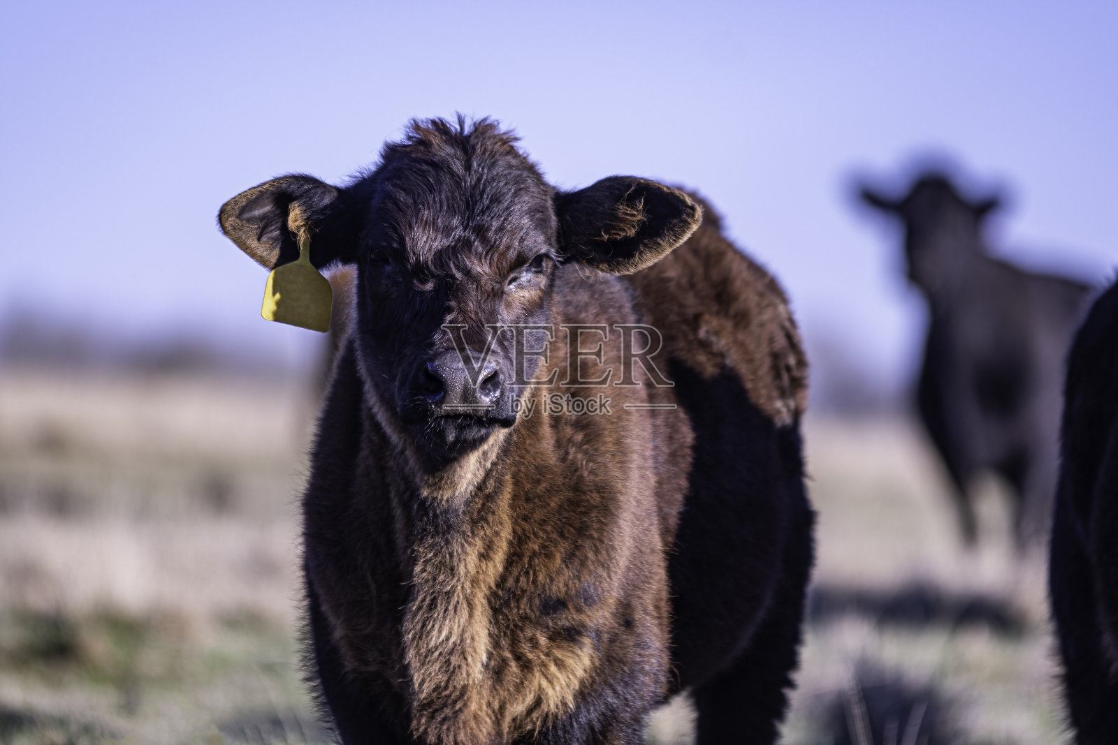 安格斯在阳光下杂交小牛照片摄影图片