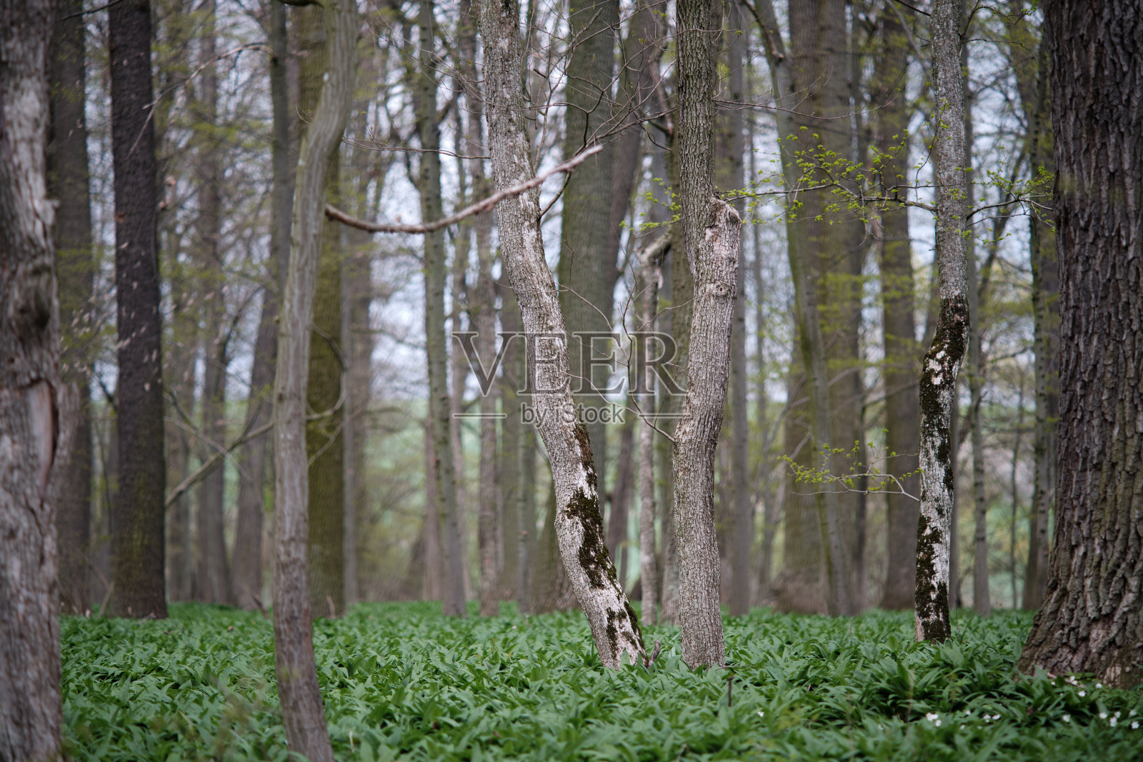 一棵落叶树在一个有野生大蒜和海葵灌木丛的泛滥平原森林中选择性的集中。照片摄影图片