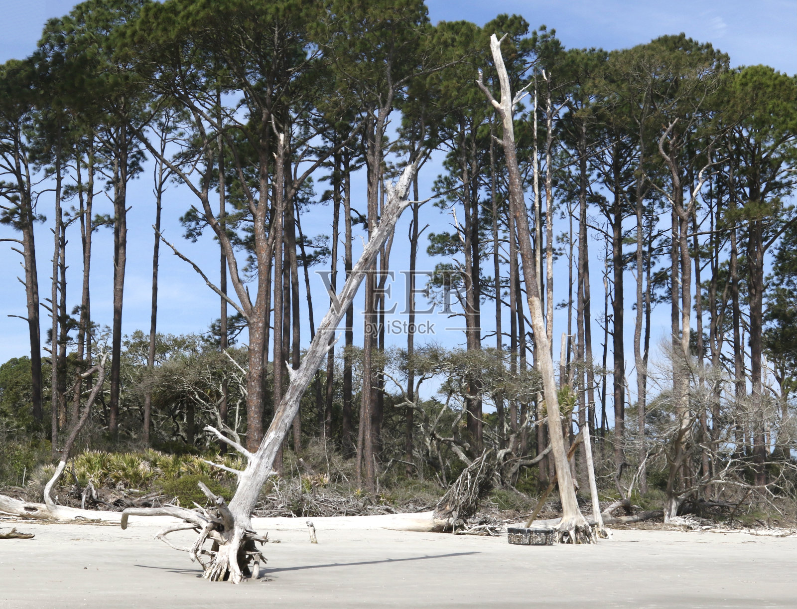 漂流木海滩，杰基尔岛州立公园，乔治亚州照片摄影图片