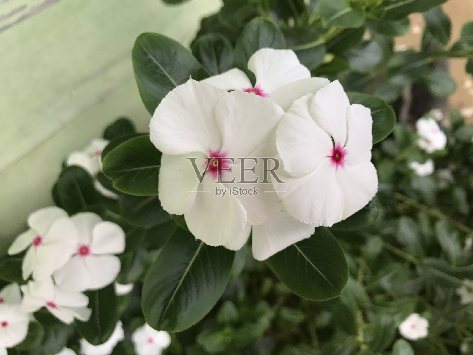 美丽的花白色和粉红色与叶绿色自然的背景新鲜自然的传单，海报等照片摄影图片