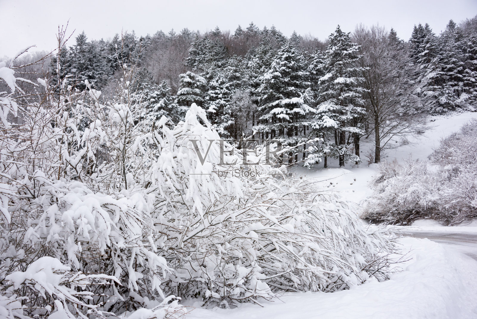 冬天的白色景观与雪覆盖的树木照片摄影图片