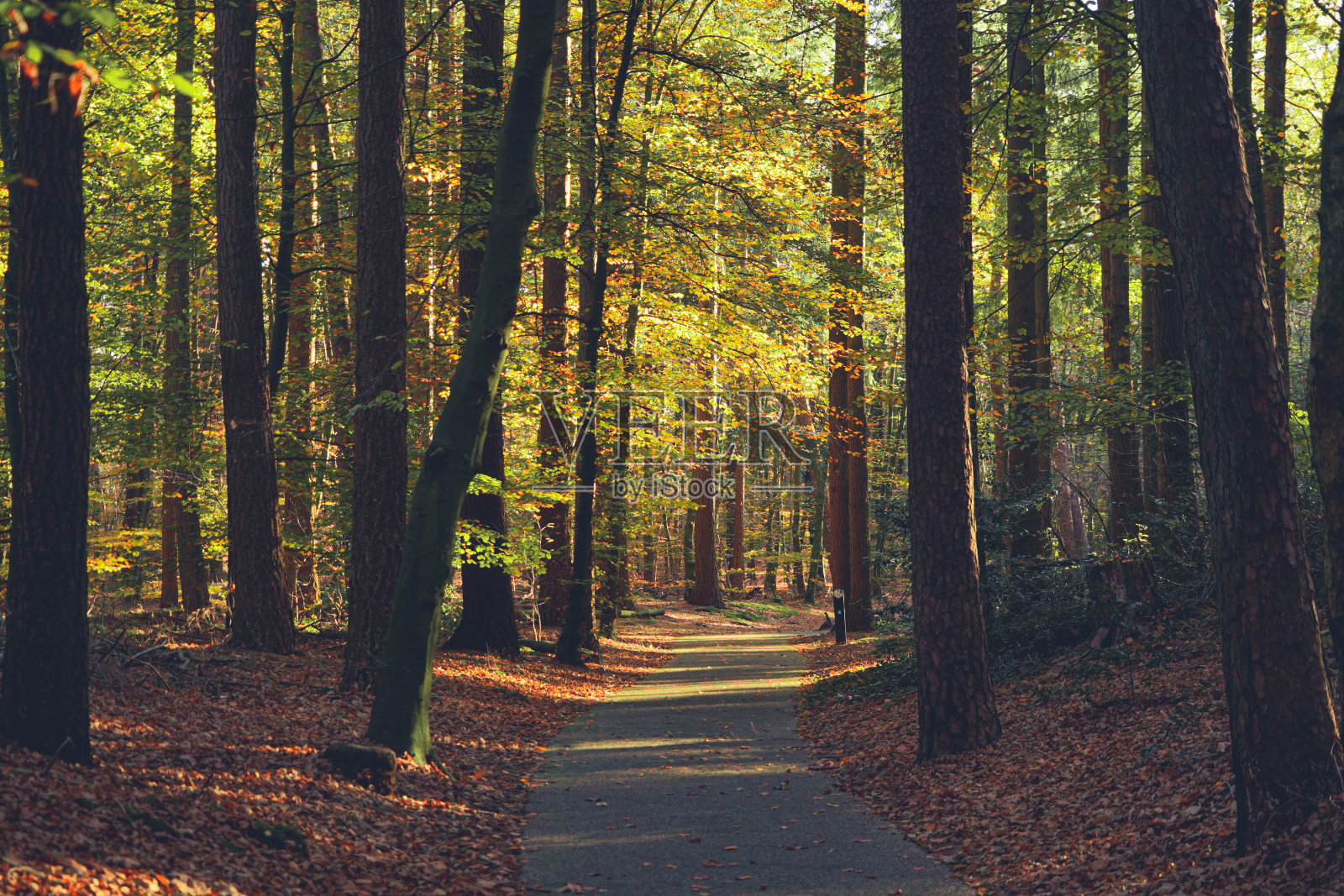 橙色的离开照片摄影图片
