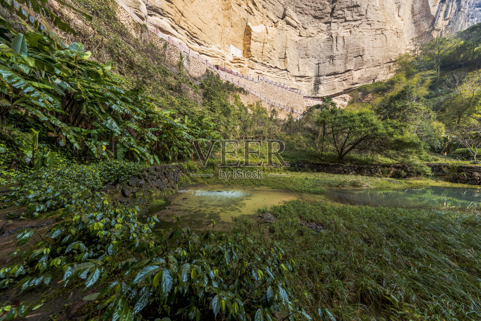 瀑布下的水池和植物照片摄影图片
