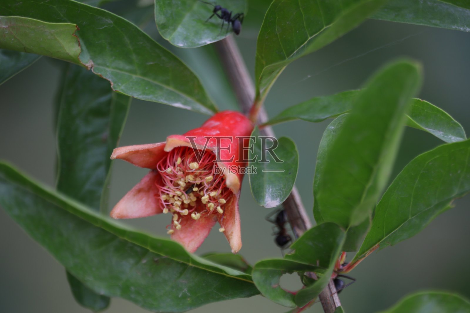 石榴照片摄影图片