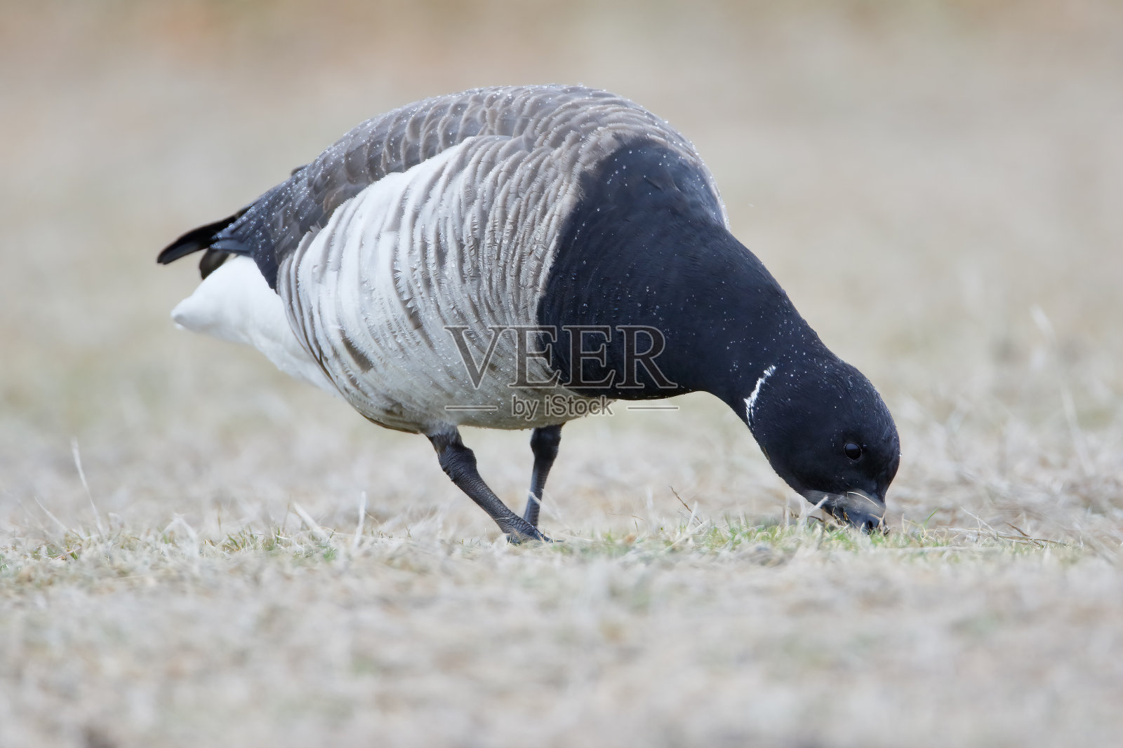 布兰特鹅(Branta bernicla)在琼斯州立公园觅食，纽约长岛照片摄影图片