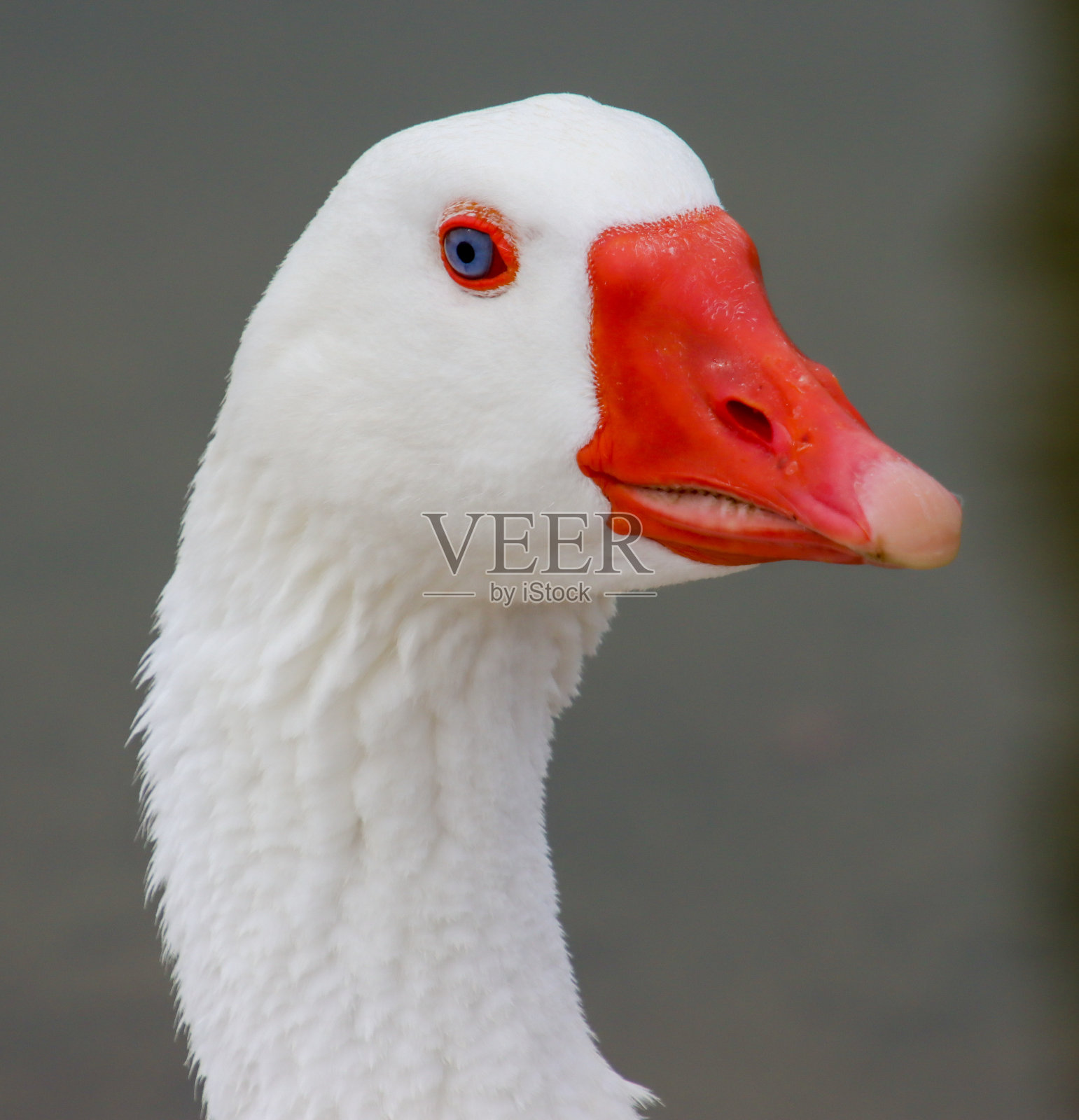 鹅的凝视照片摄影图片