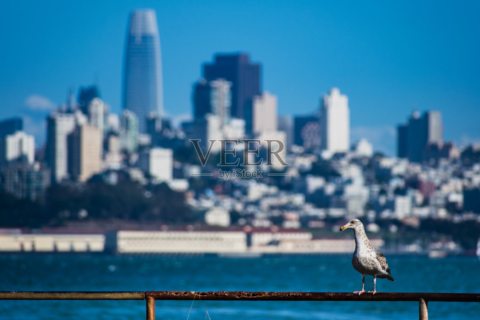 一只在旧金山湾的海鸟照片摄影图片