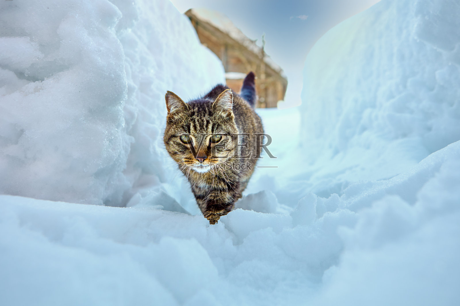 冬天，猫在乡下的雪堆旁行走。照片摄影图片