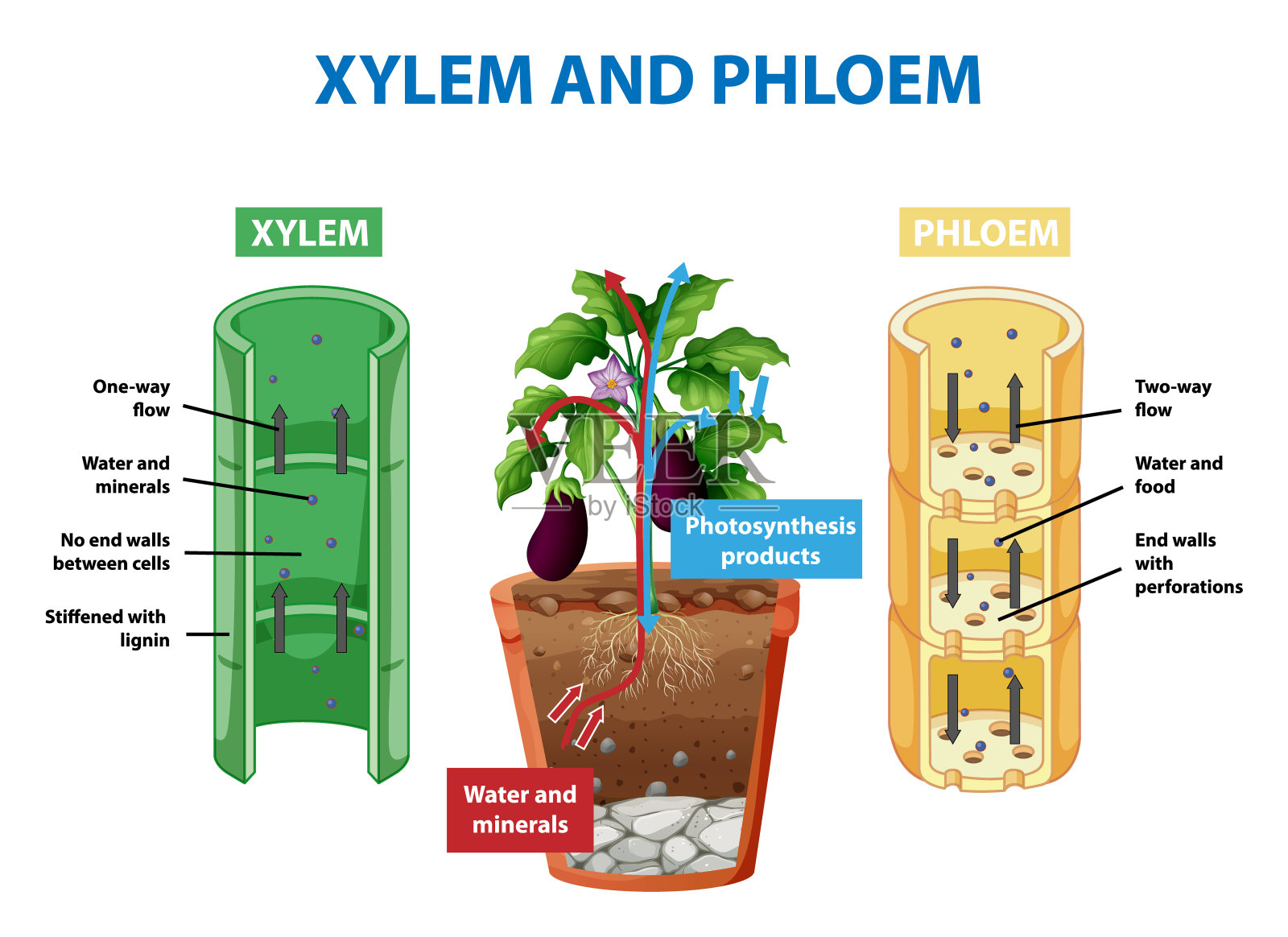 植物木质部和韧皮部示意图插画图片素材