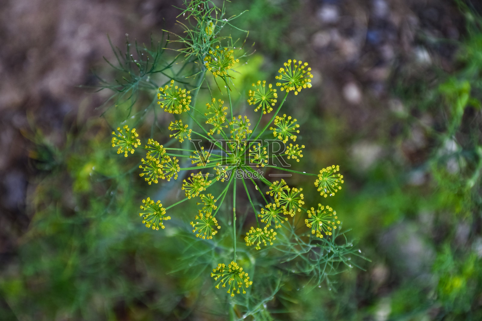 绿色的小茴香芽和花在床上，花园的地块照片摄影图片