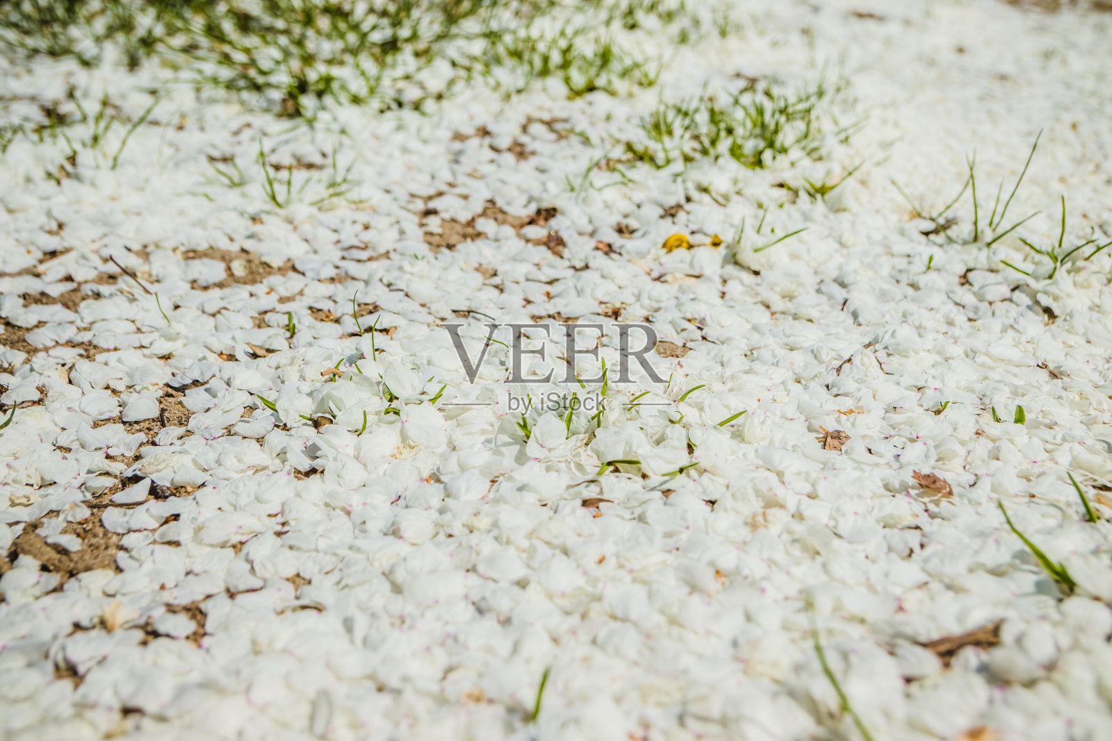 白色的樱花花瓣落在地上。樱花。春天花瓣落在地上作背景照片摄影图片