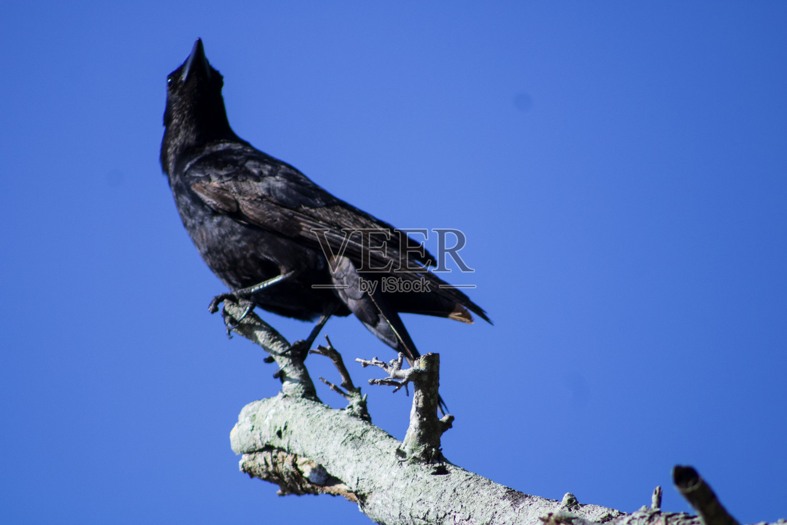 黑色的鸟和蓝色的天空照片摄影图片