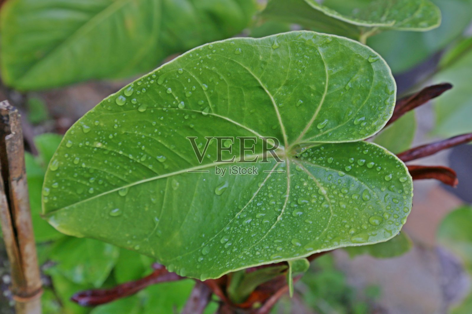 大红掌叶，明亮的绿色和茂盛的水滴。照片摄影图片