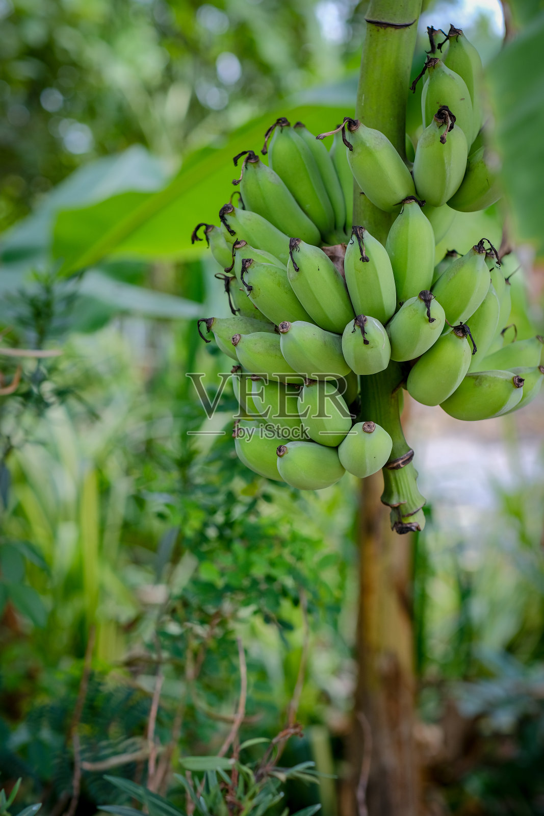 新鲜的绿色香蕉照片摄影图片