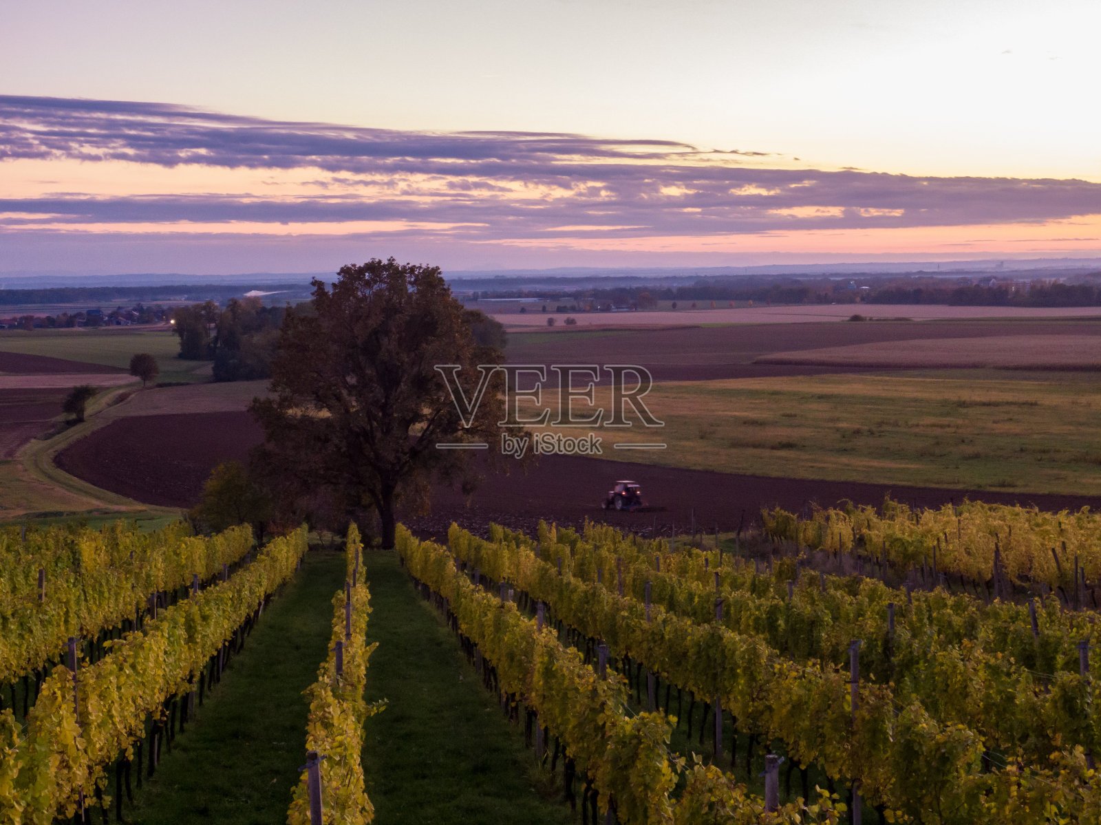美丽的景色，绿色的葡萄田和草地在日落照片摄影图片