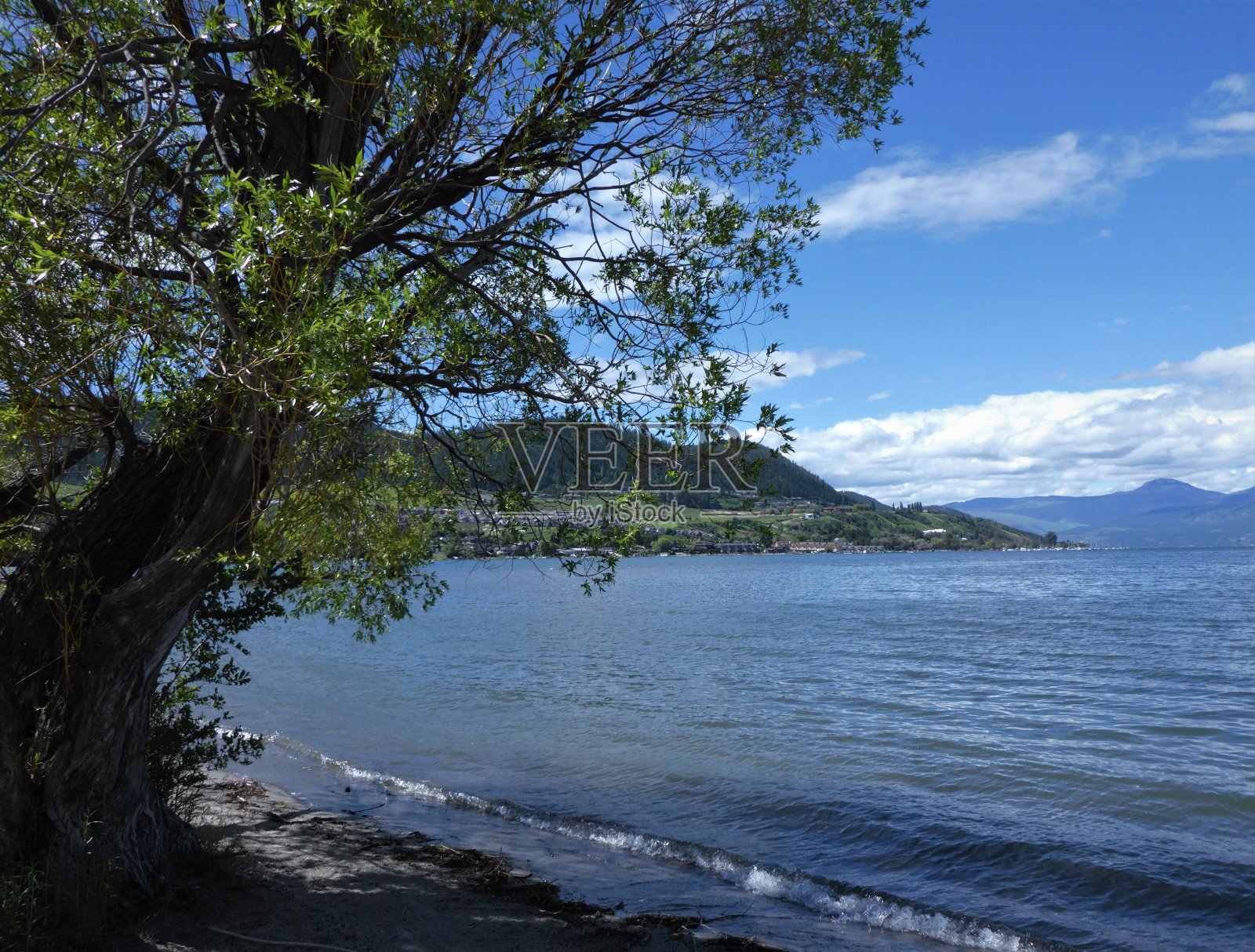海滩边的柳树照片摄影图片