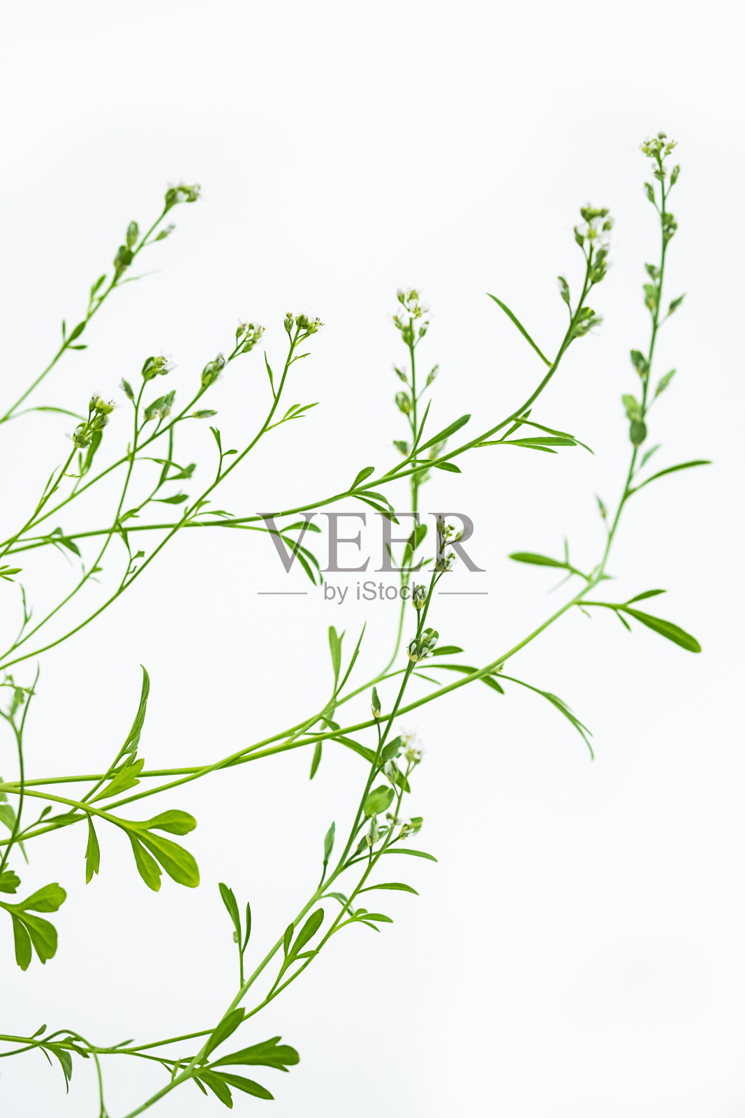 田田芹在白色背景，选择性聚焦。苦的可食草本芸苔科，用于沙拉。照片摄影图片