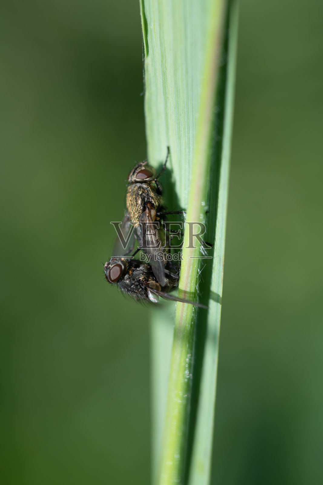 在绿色的背景下，两只苍蝇坐在一片绿色的草地上照片摄影图片