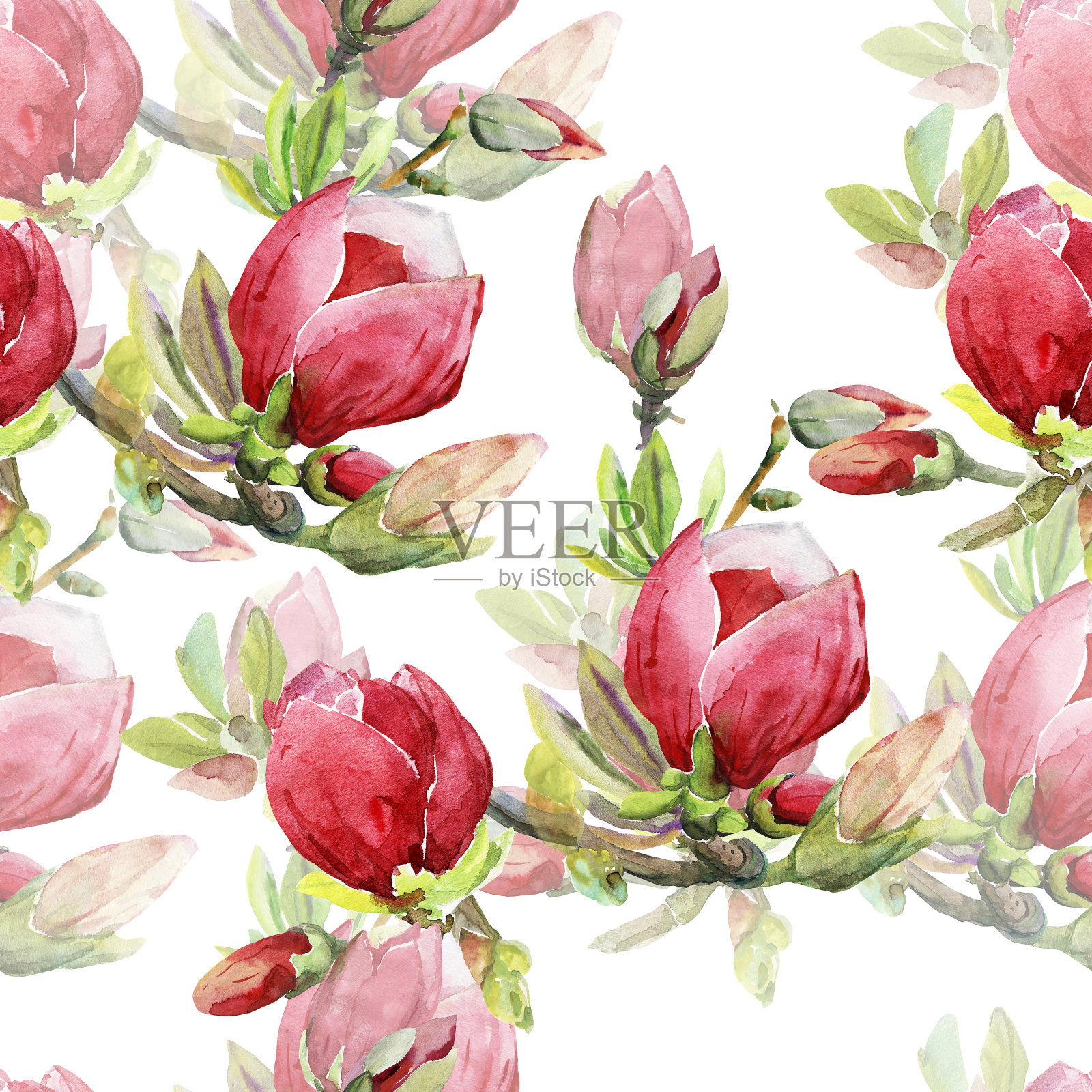 无缝图案的木兰枝插画图片素材