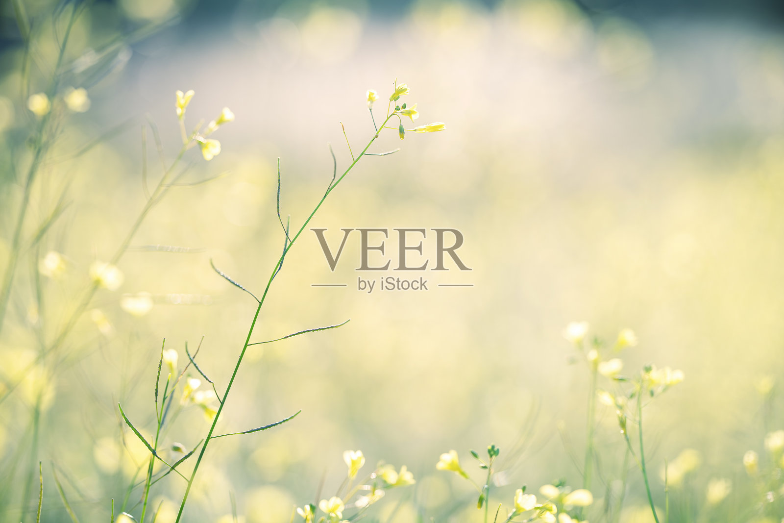 花的背景照片摄影图片