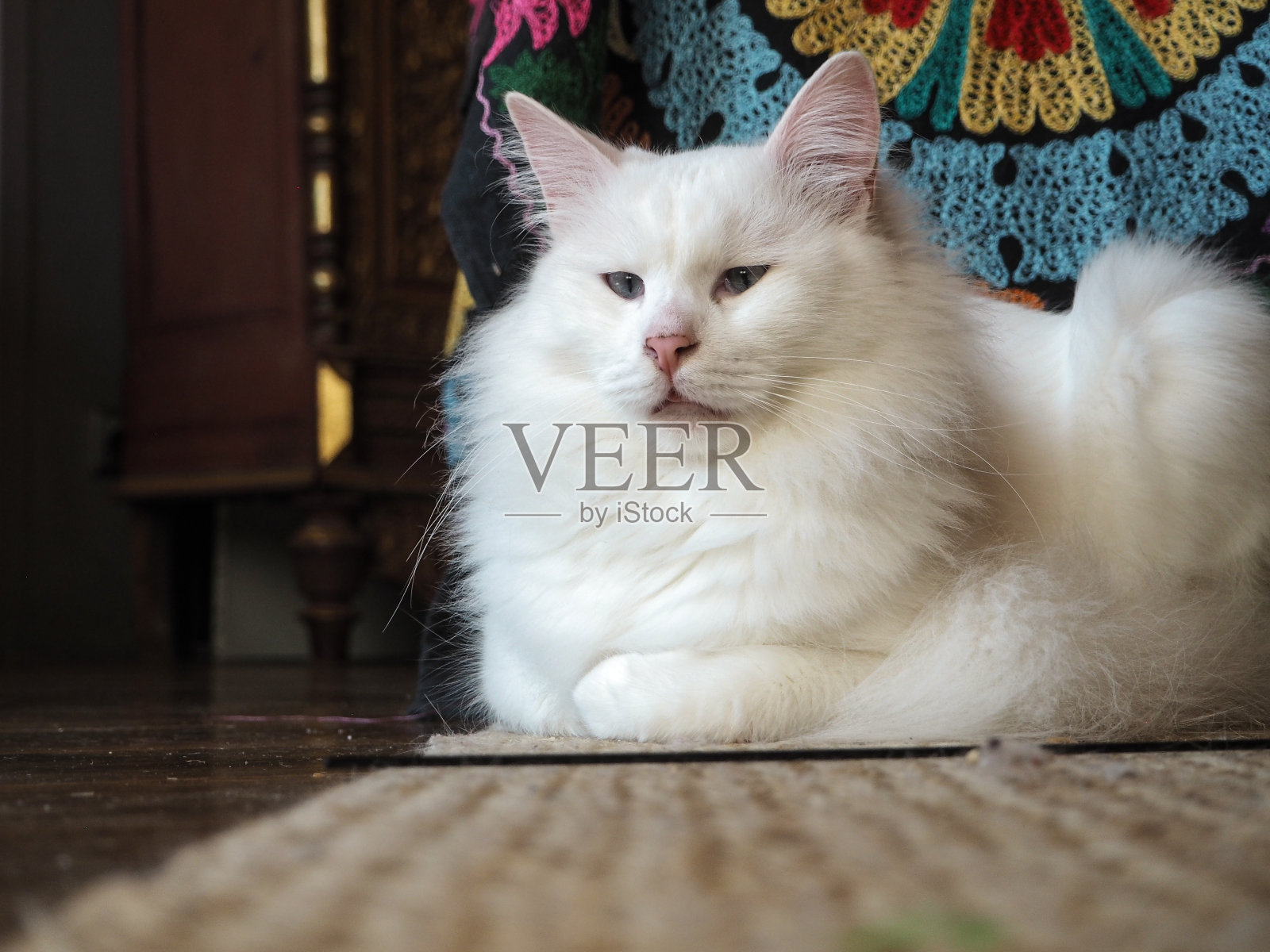 小猫准备小睡照片摄影图片