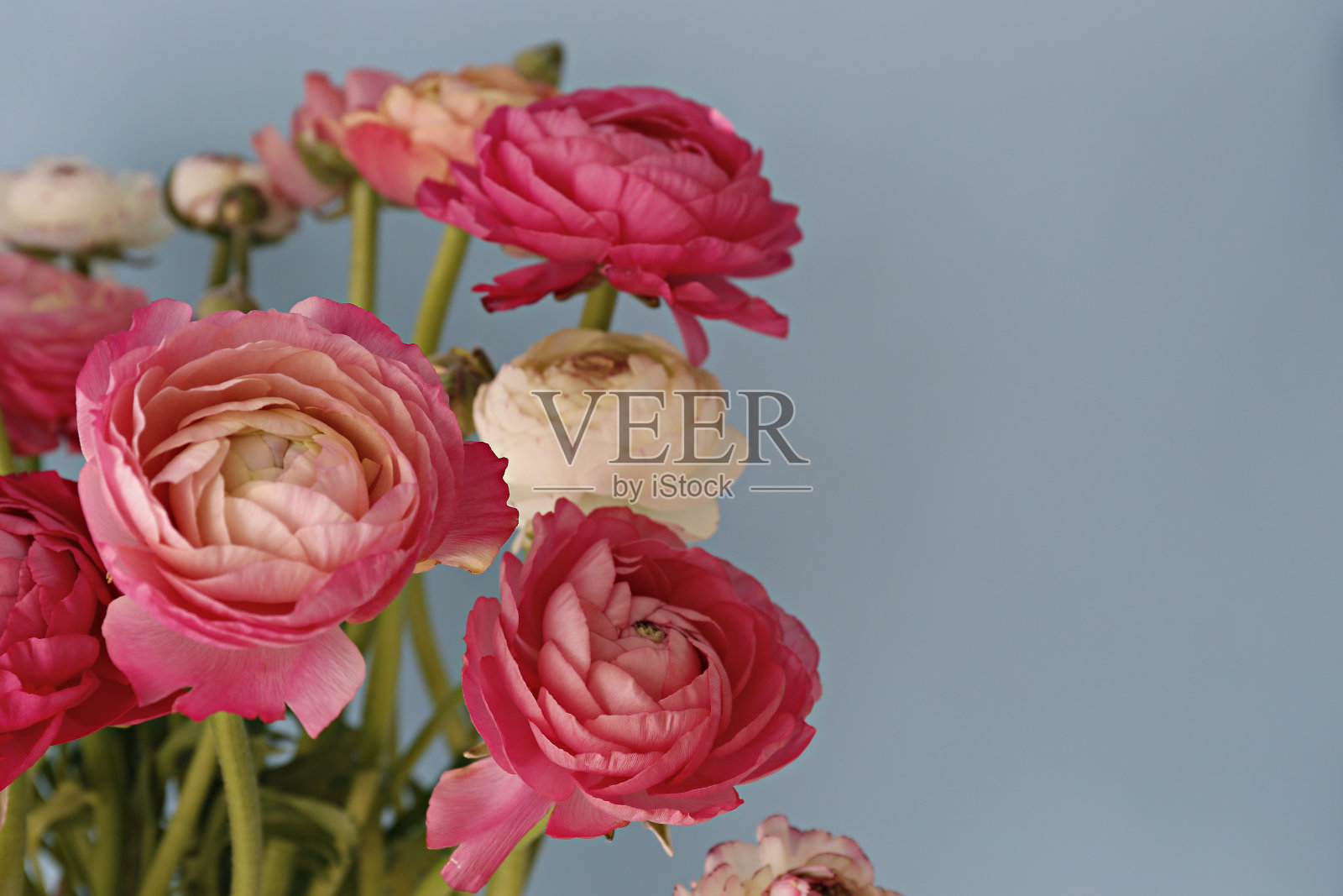 波斯金凤花的花束。照片摄影图片