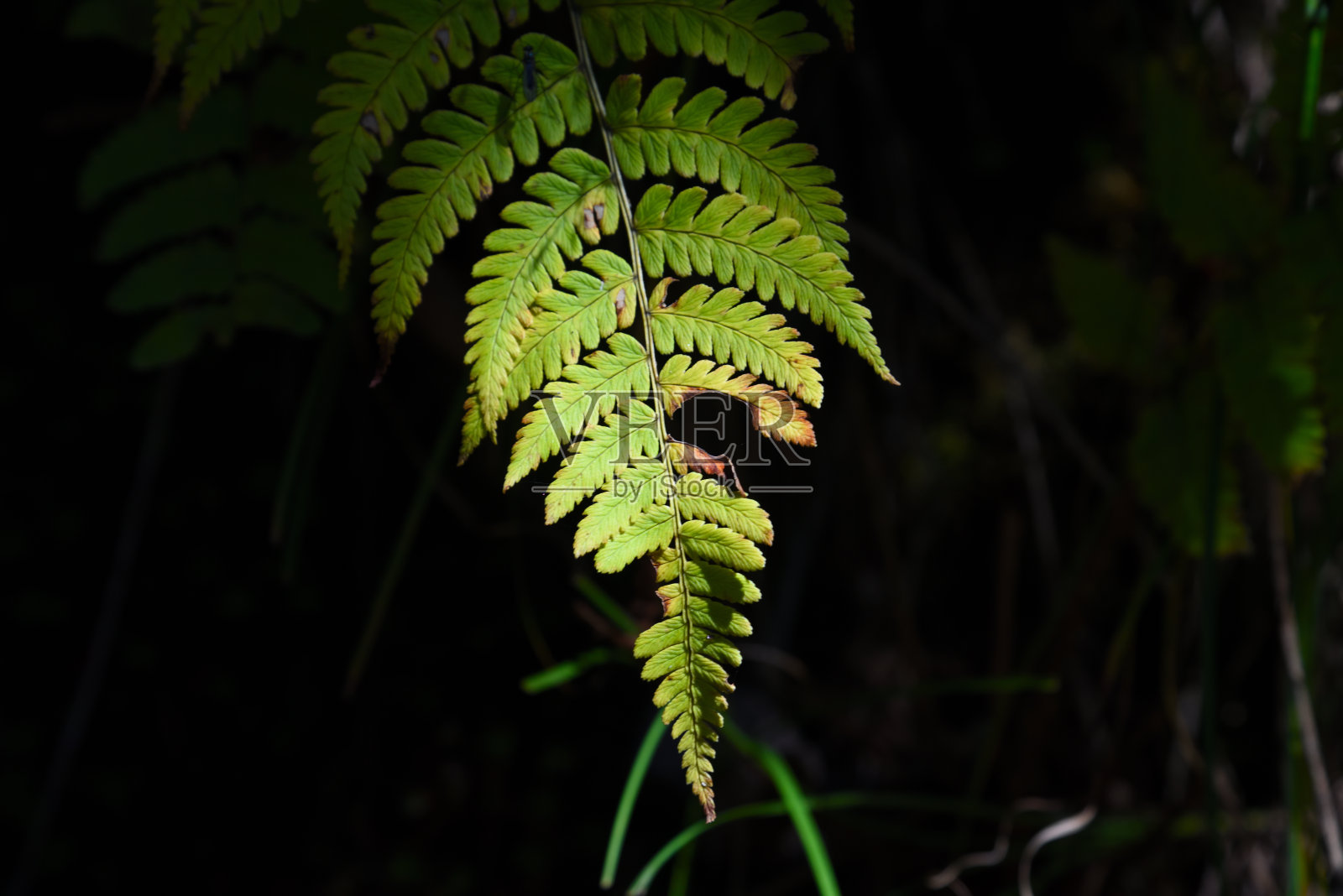 绿色植物照片摄影图片
