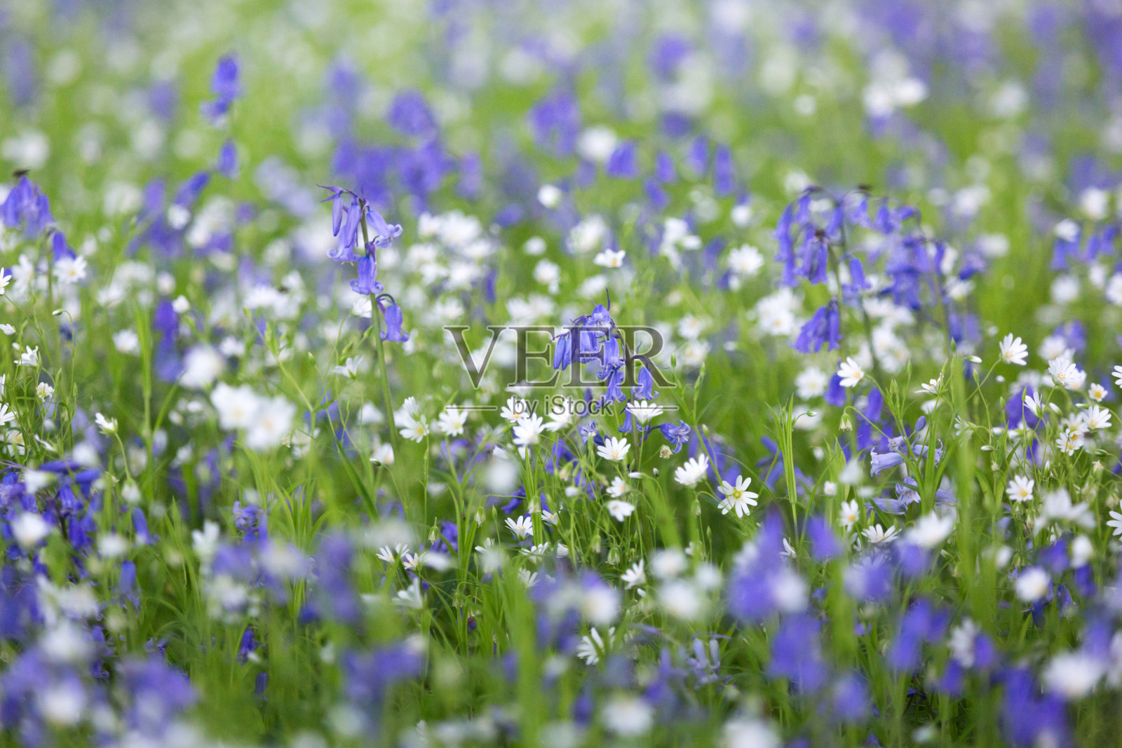 在春天，蓝铃花和白色的针茅在树林中盛开。照片摄影图片