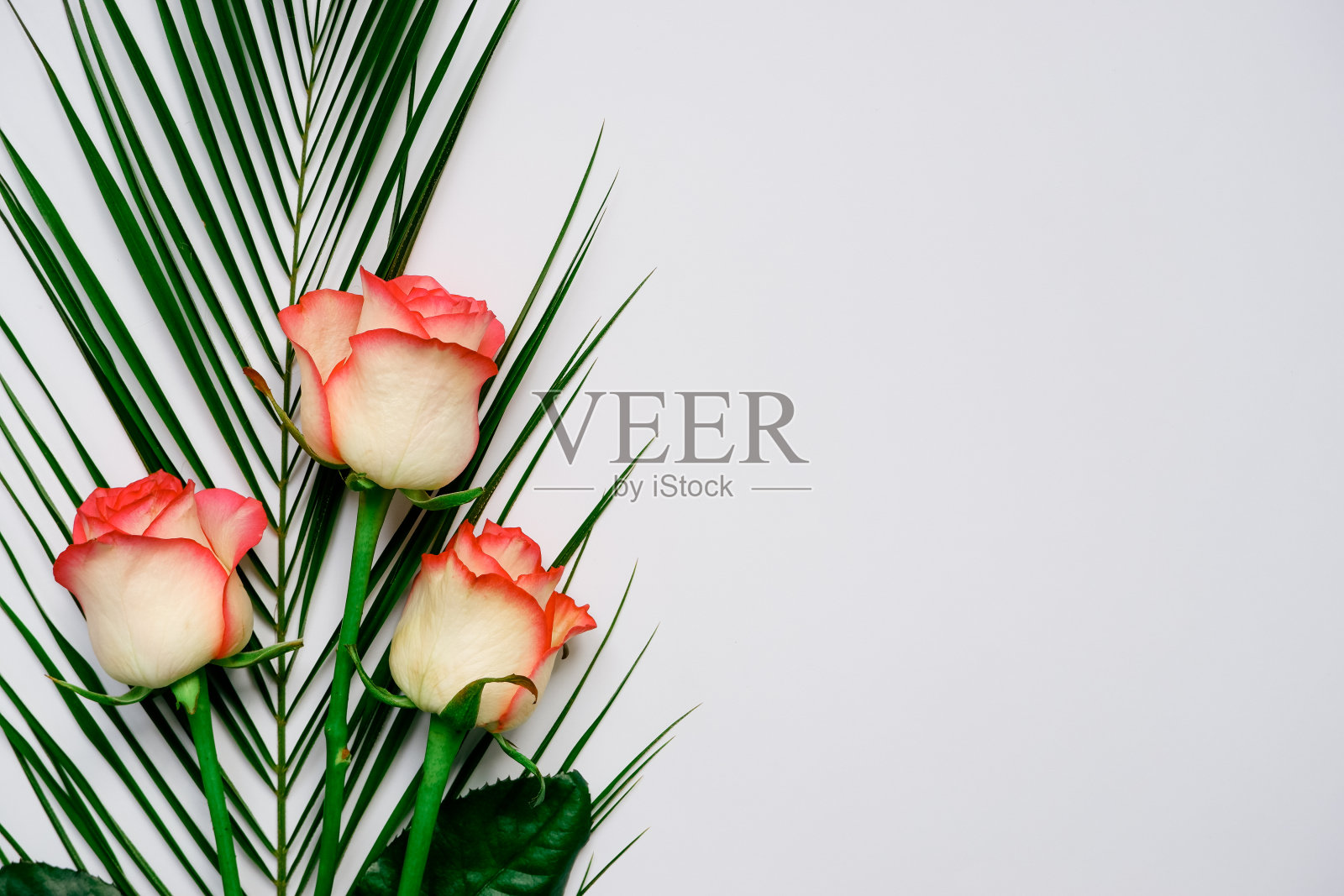 化妆品产品广告背景。白色背景，棕榈叶和玫瑰。背景是绿色的棕榈叶。照片摄影图片