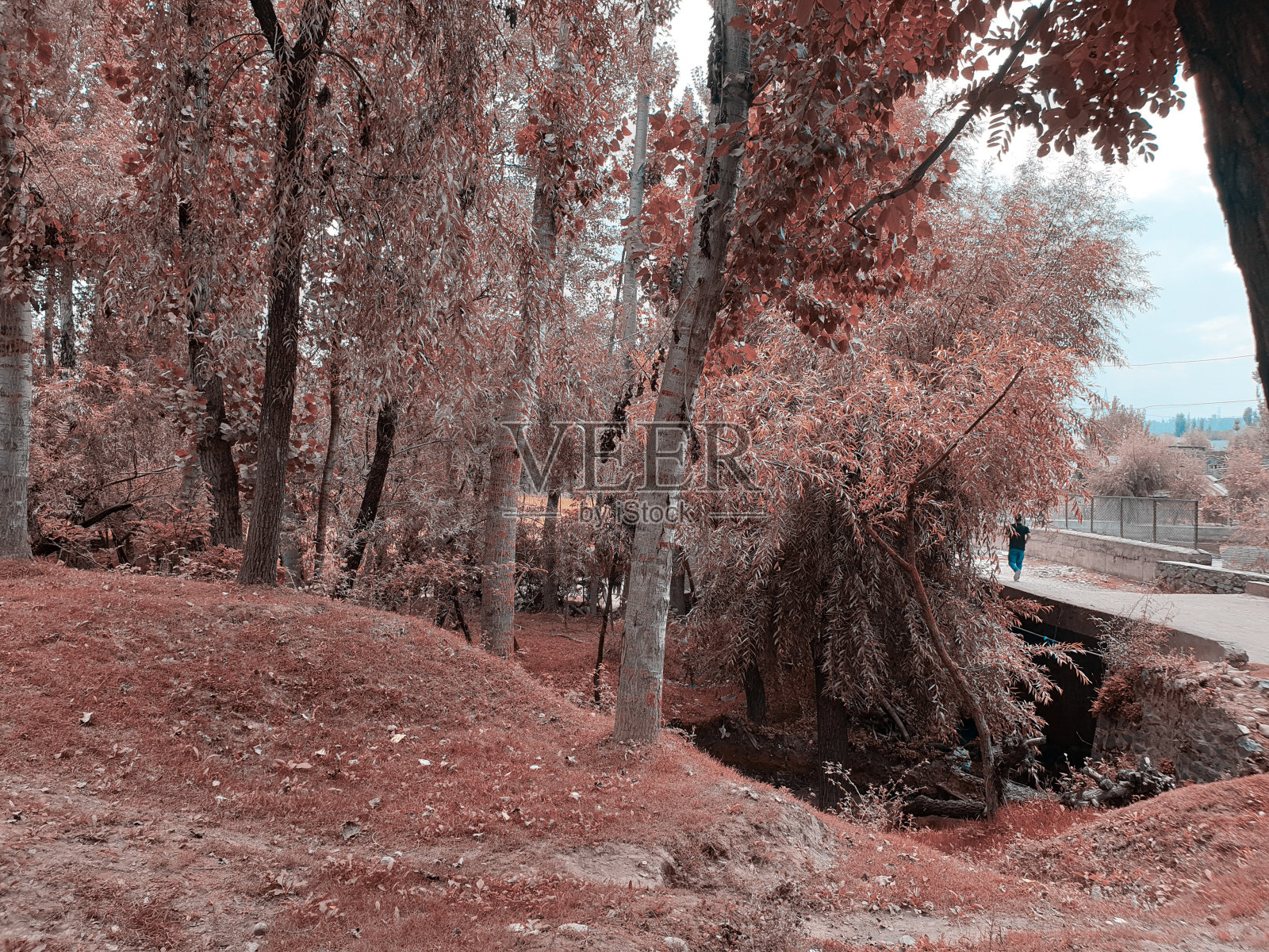 多云的蓝天覆盖着金黄翠绿的稻田。自然景观之美，巨大美丽的山丘和长长的绿树围绕着农田。照片摄影图片