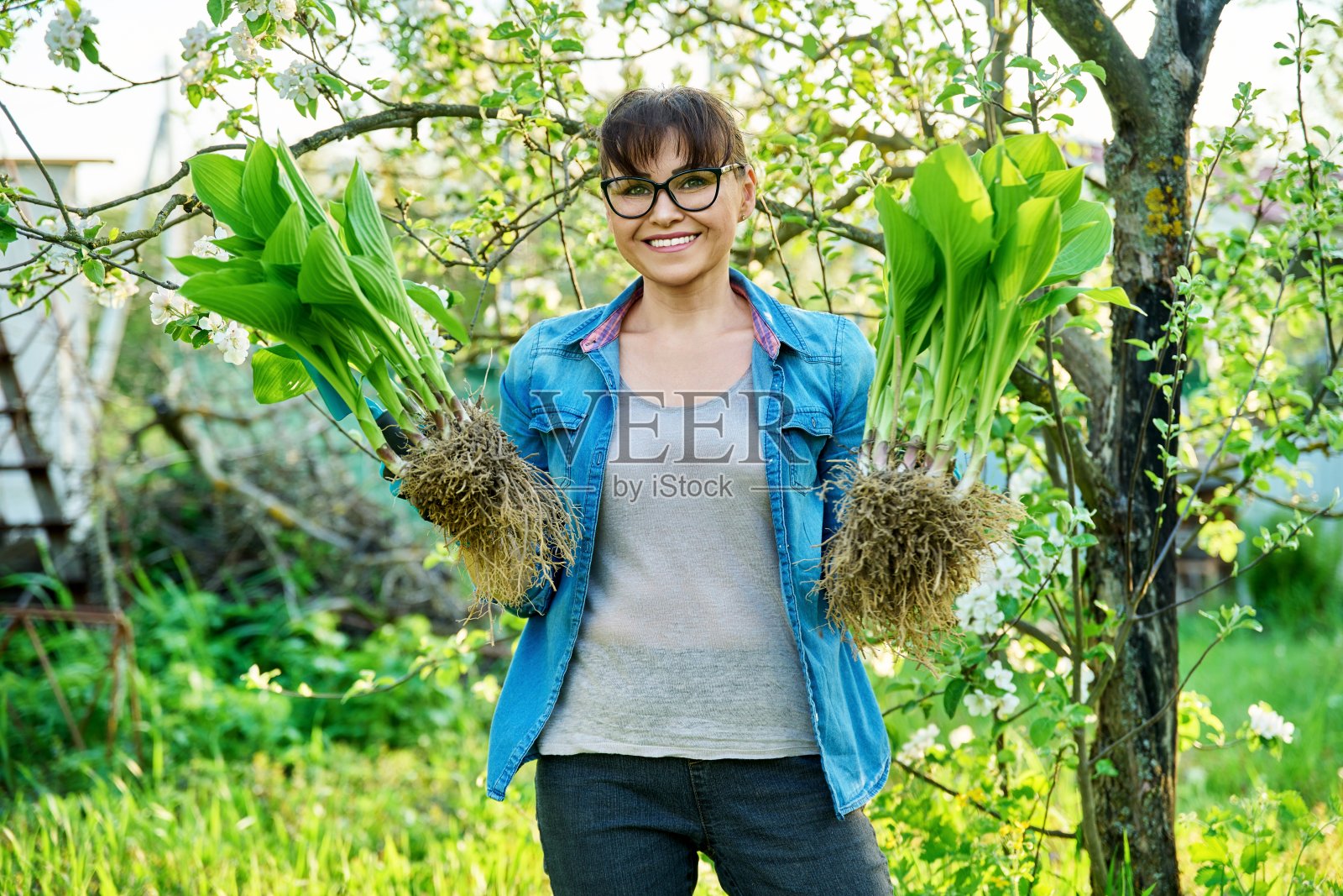 戴着园艺手套的女人拿着一丛有根的玉簪植物，用于分植照片摄影图片