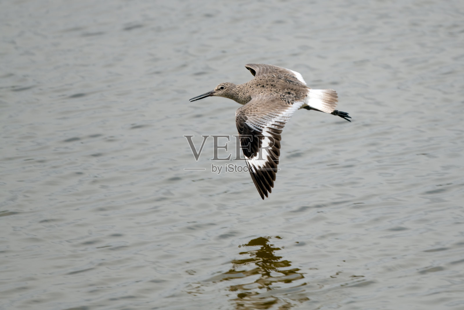 在蒙大拿州的高草原湖上低飞的柳树滨鸟照片摄影图片