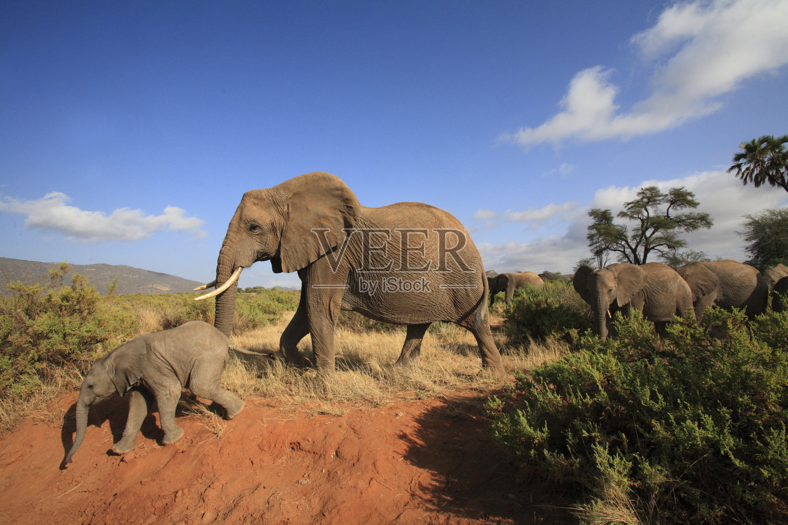 来自肯尼亚的非洲象照片摄影图片
